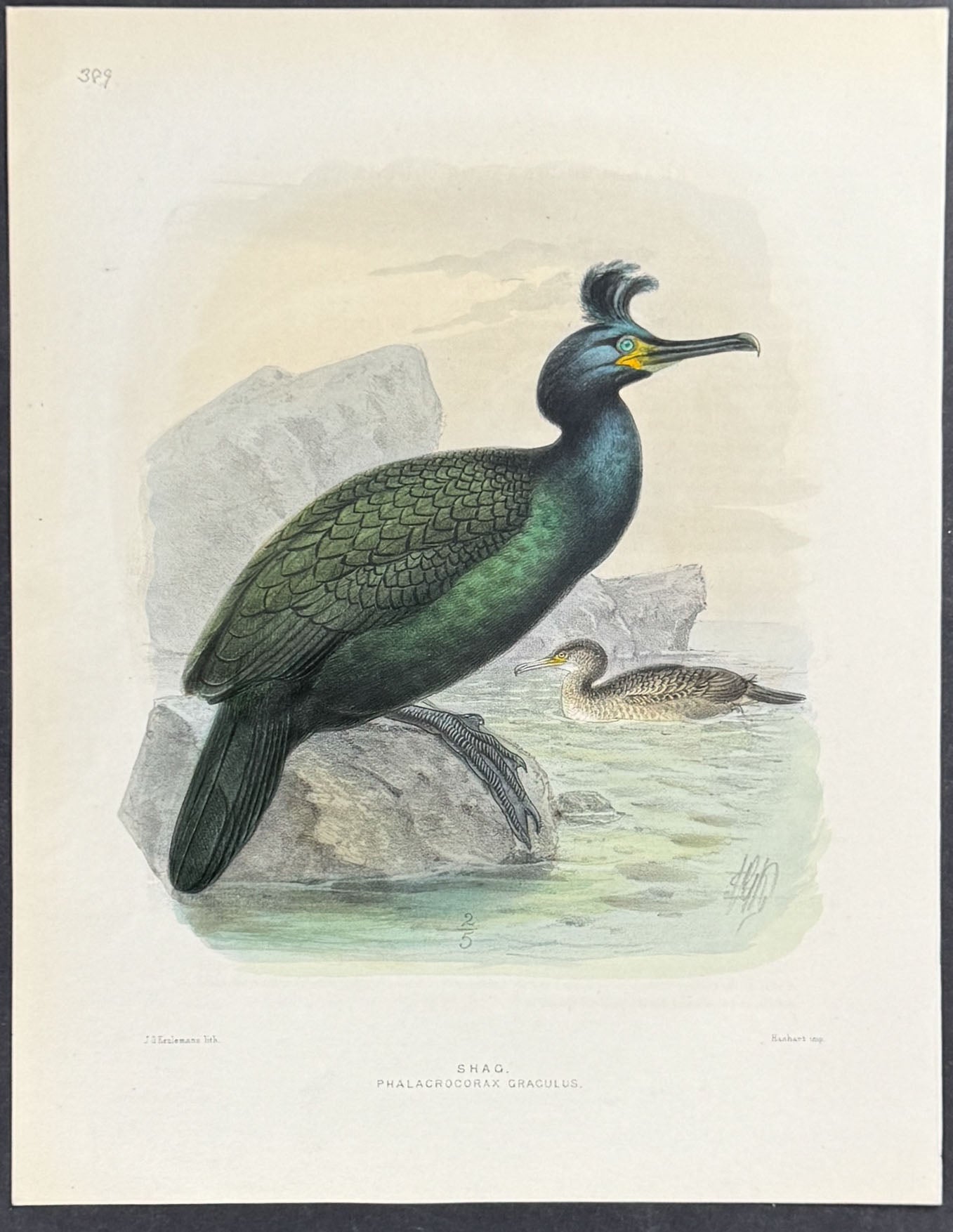 Shag