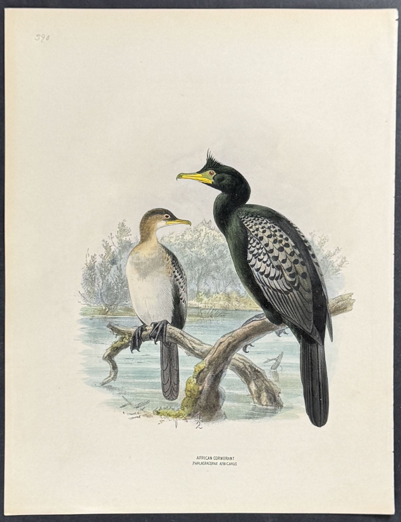 African Cormorant
