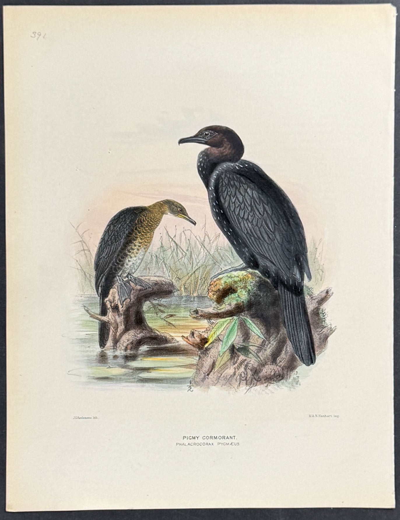 Picmy Cormorant