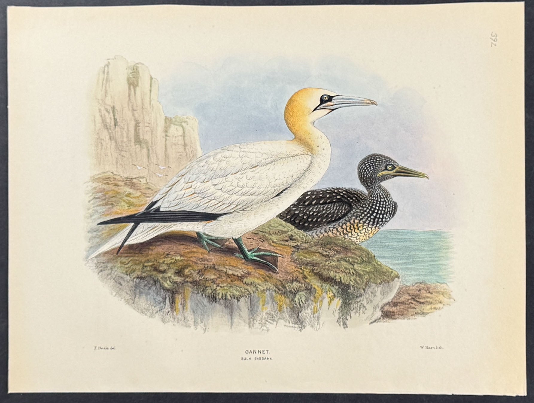 Gannet.