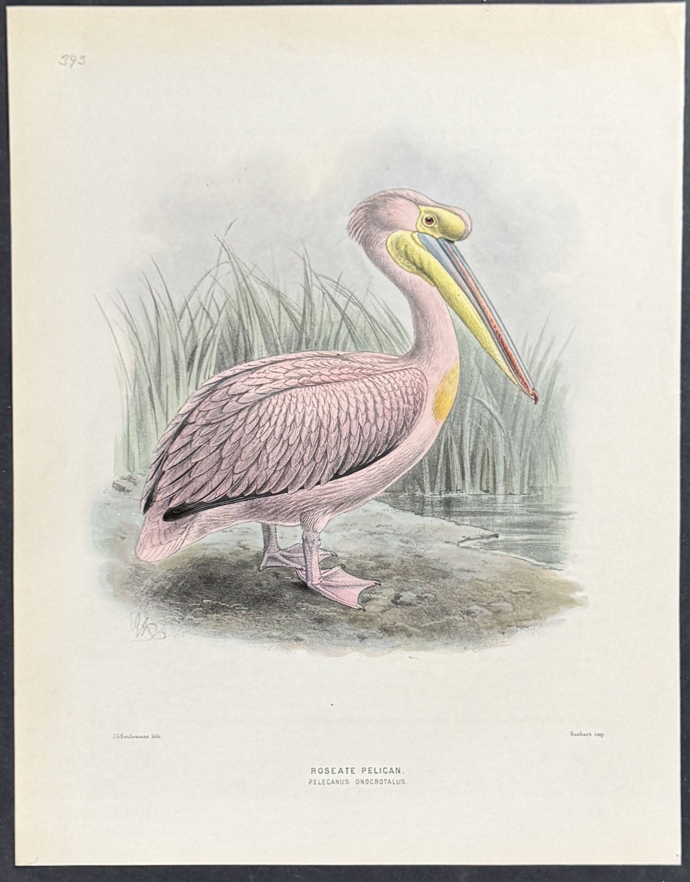 Roseate Pelican