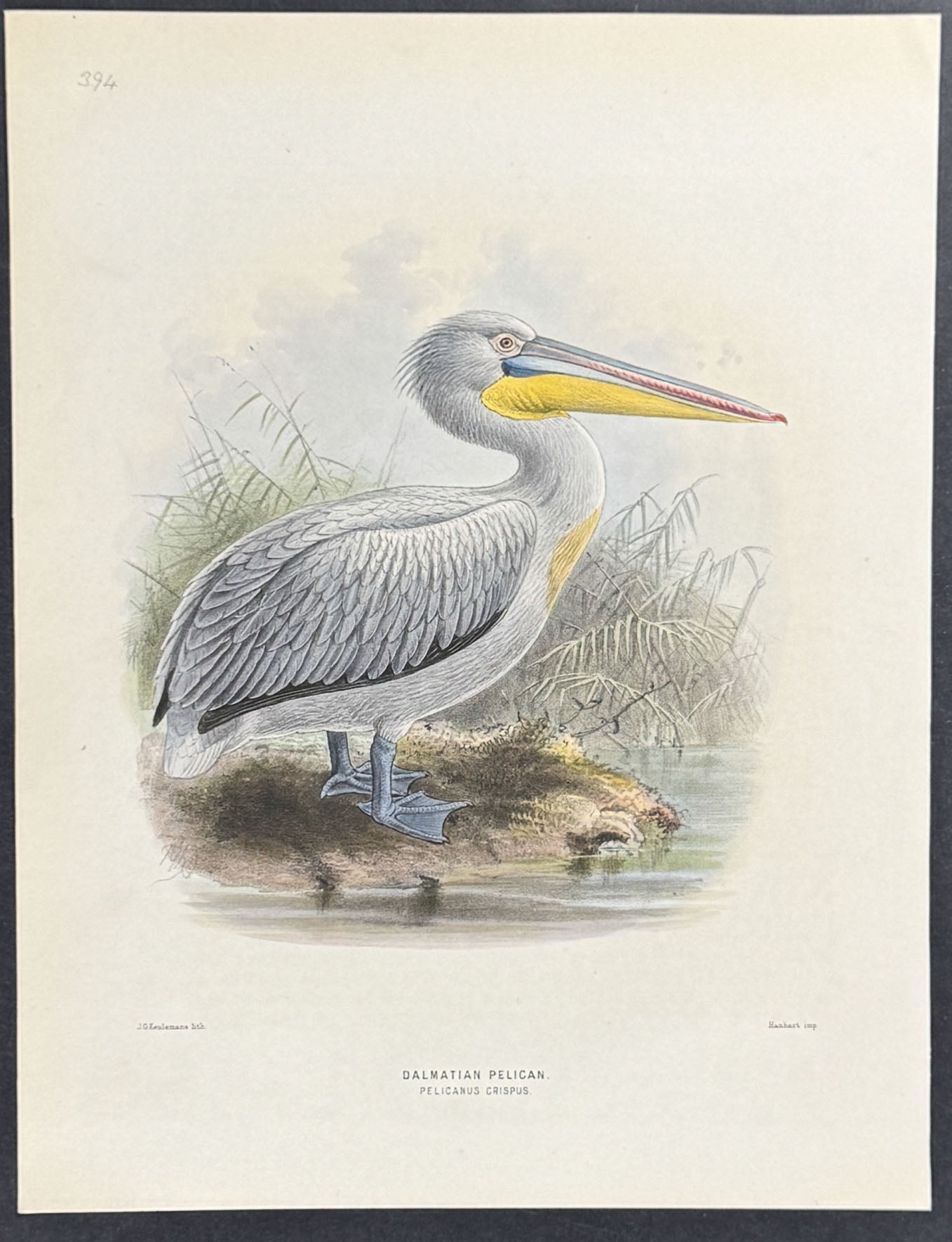 Dalmatian Pelican