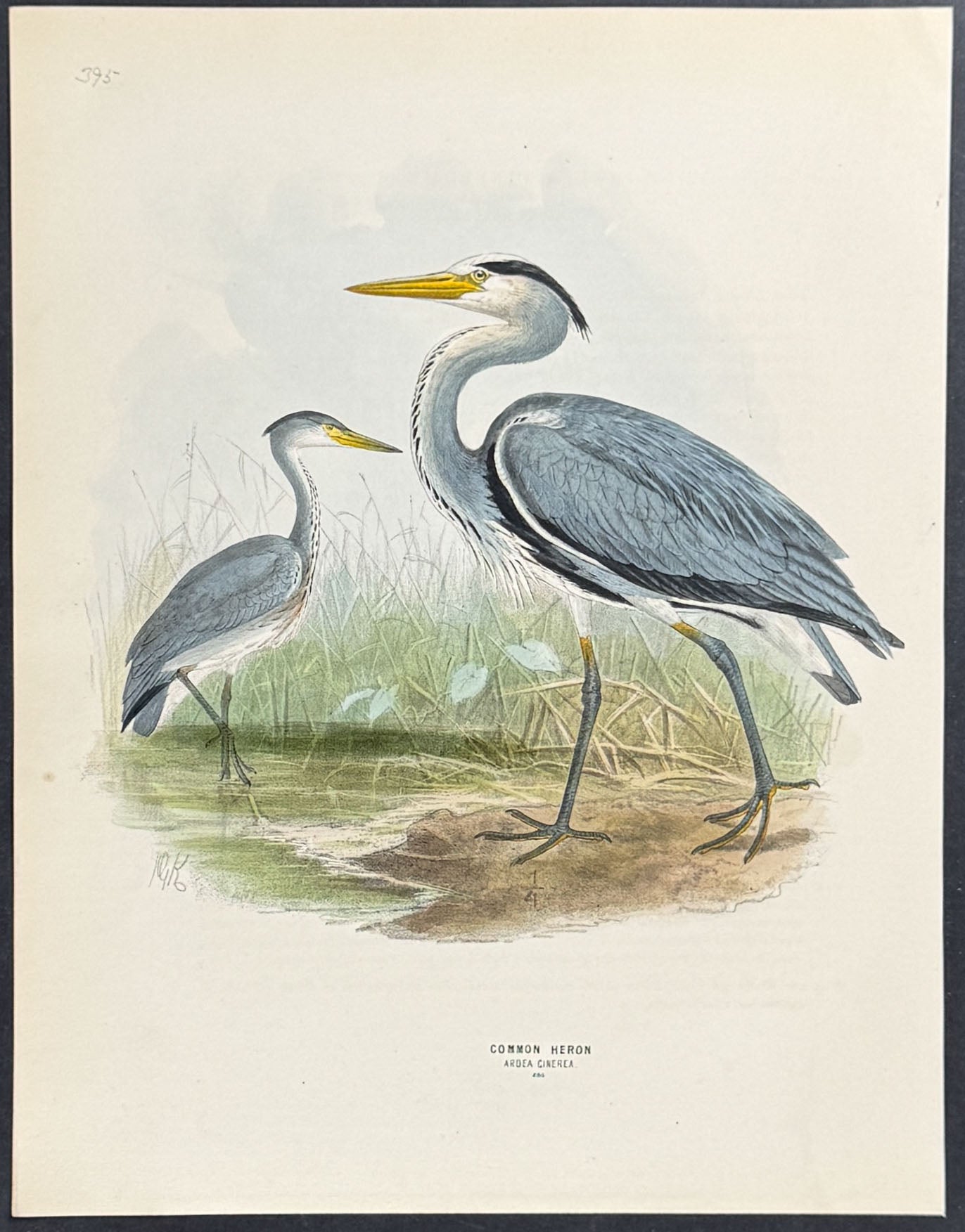 Common Heron