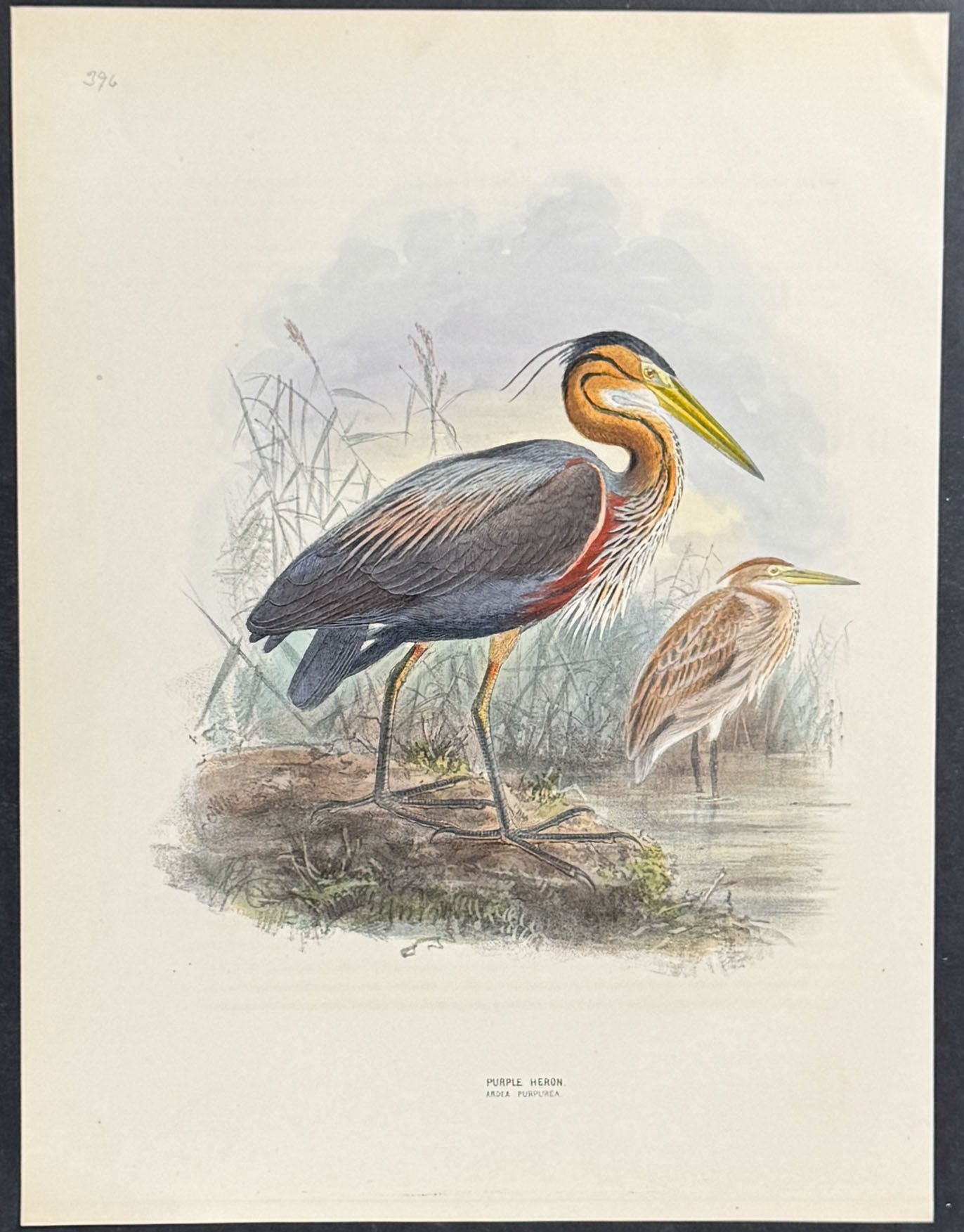 Purple Heron