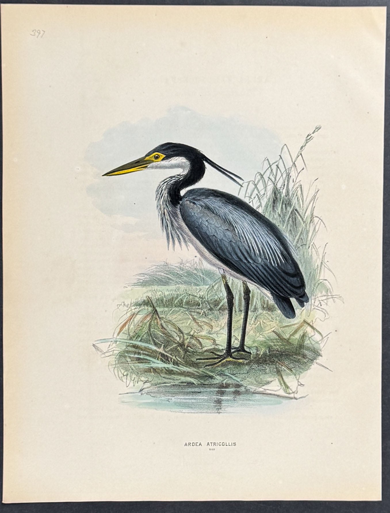 Heron
