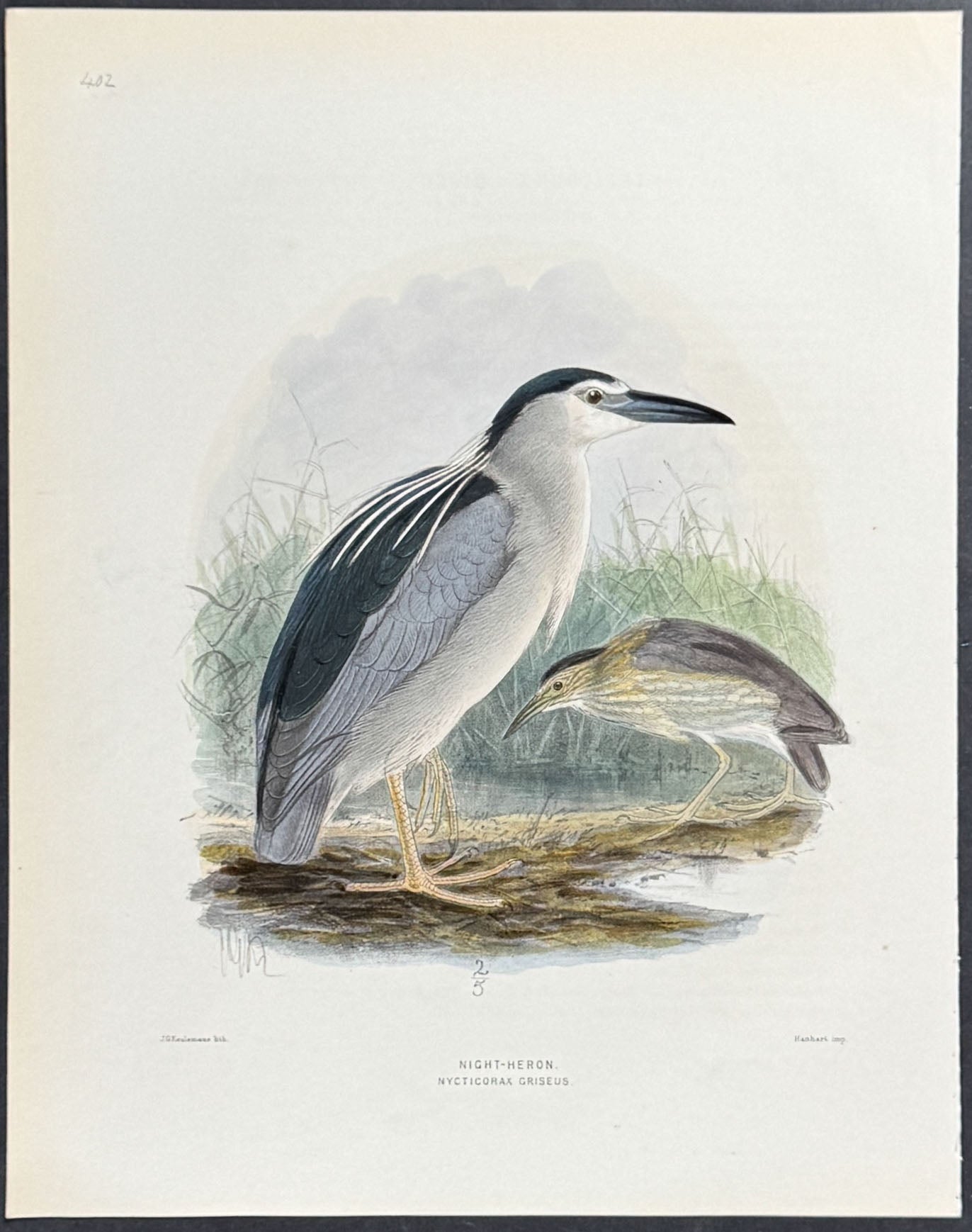 Night-Heron
