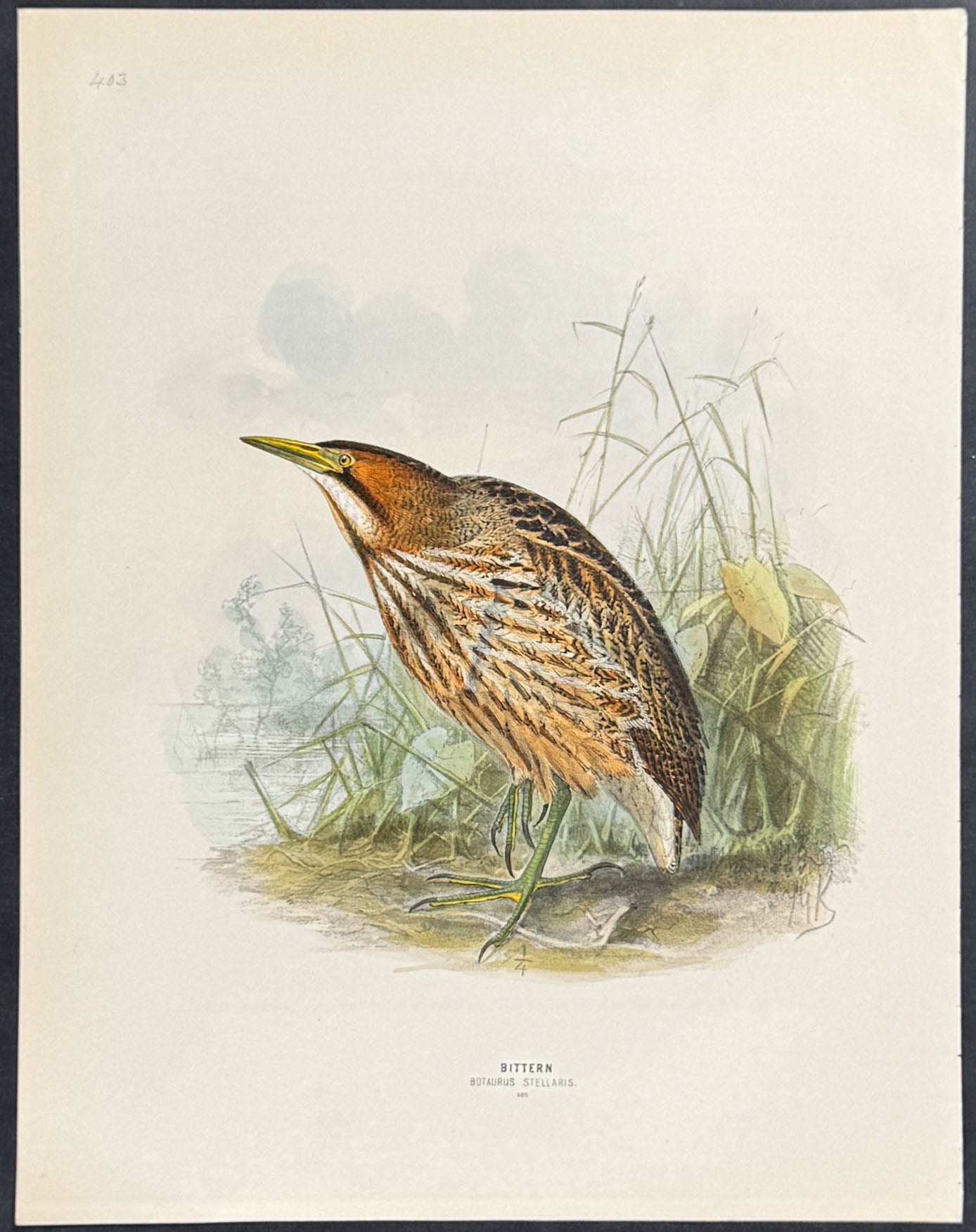 Bittern
