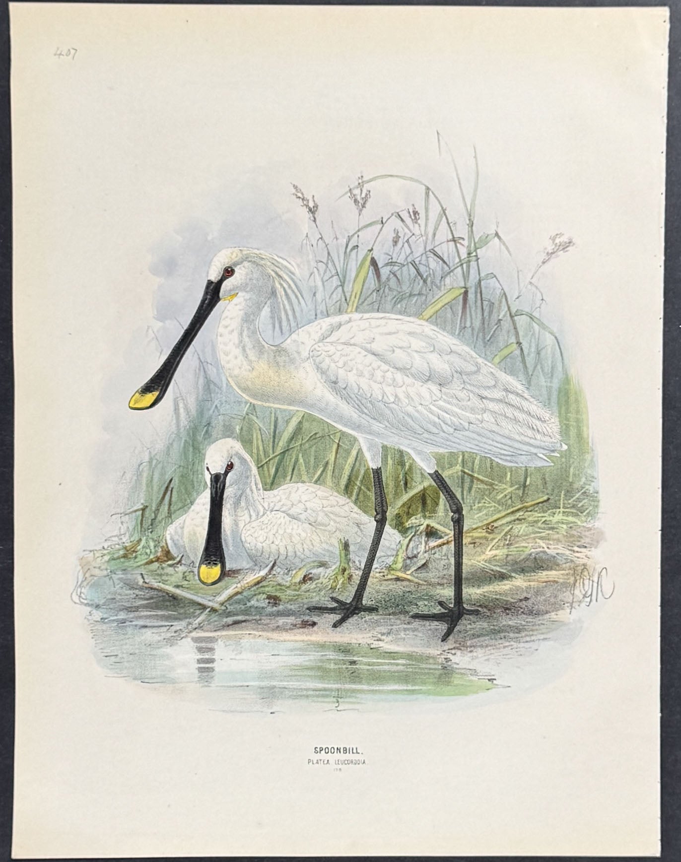 Spoonbill