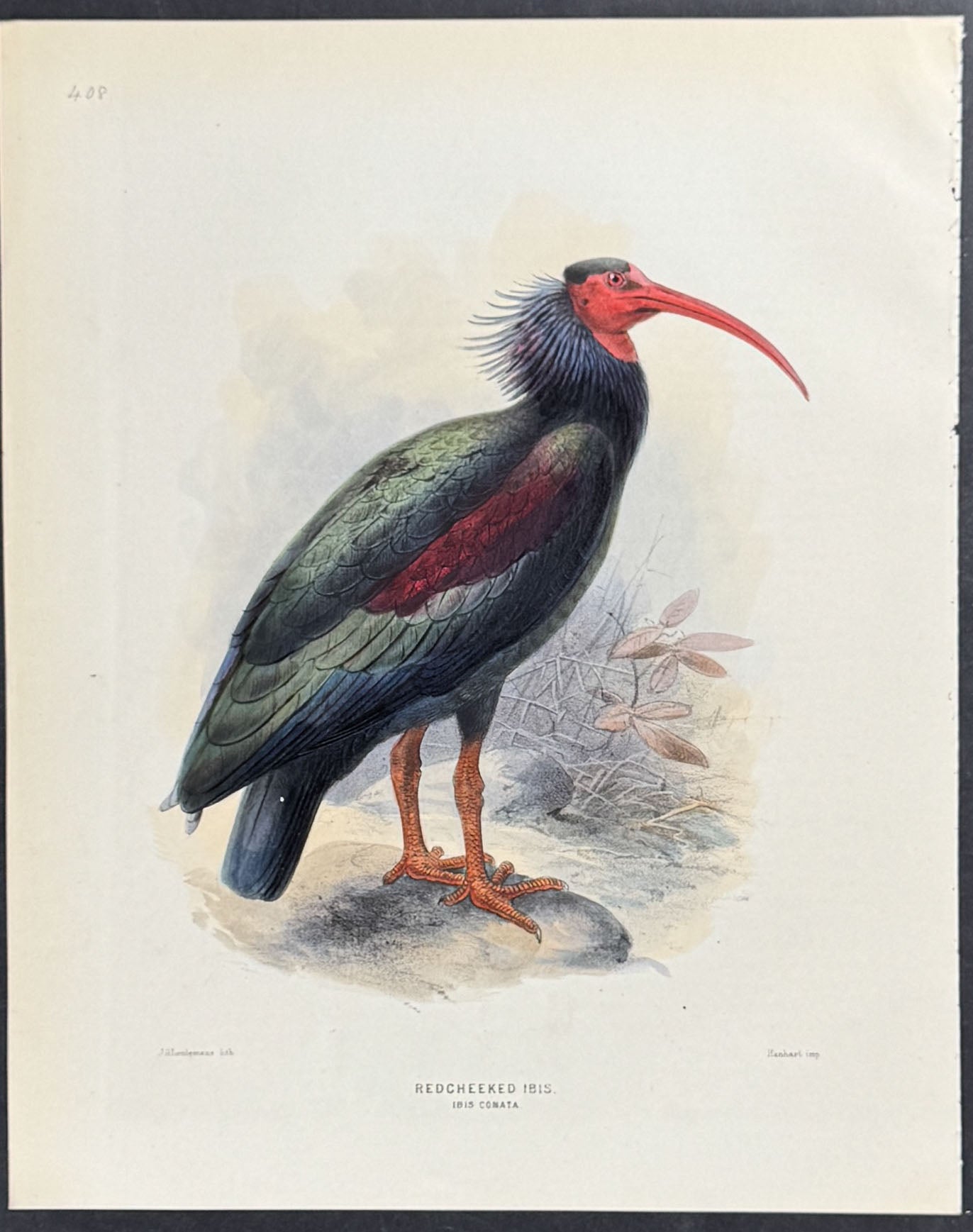 Redcheeked Ibis