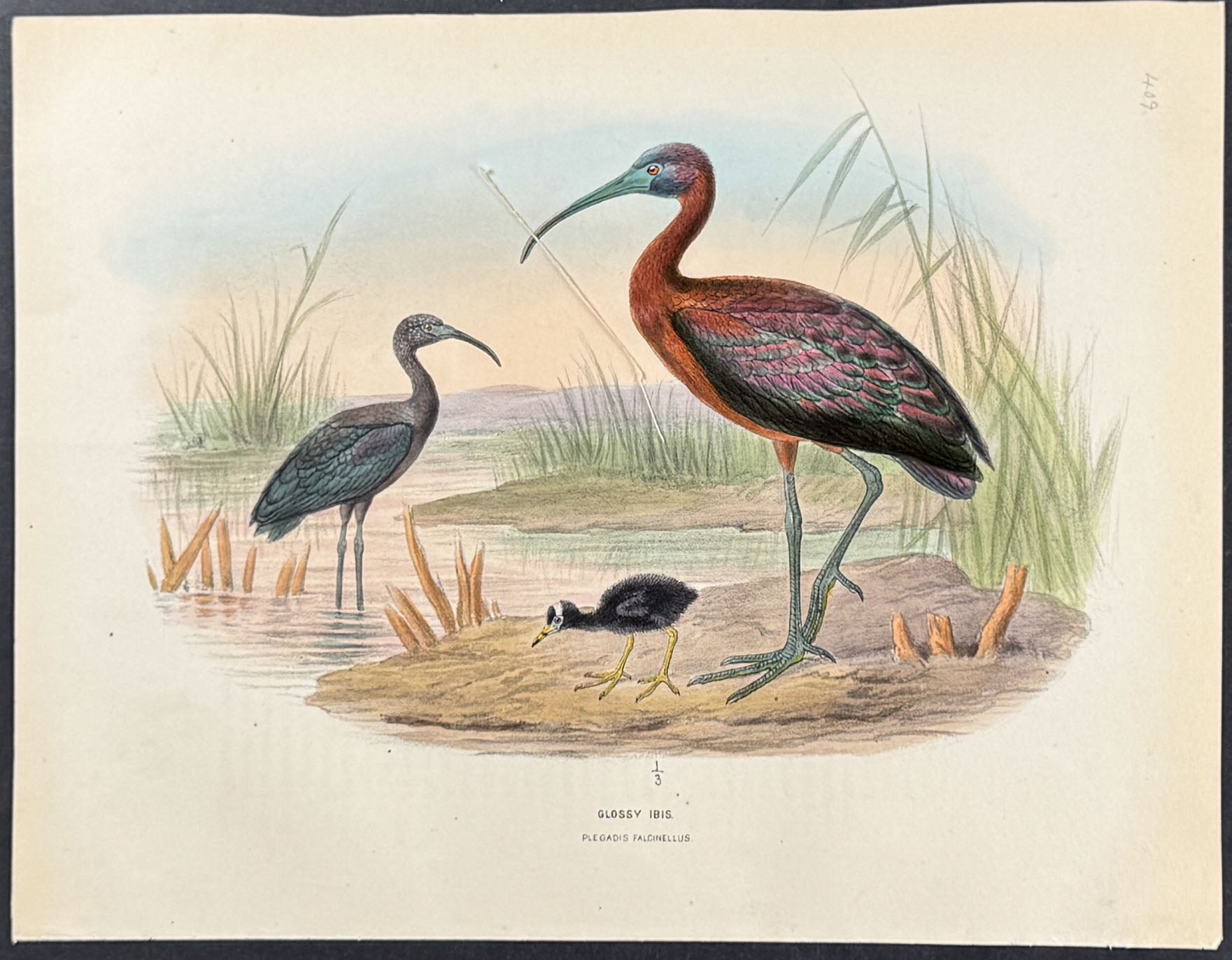 Glossy Ibis