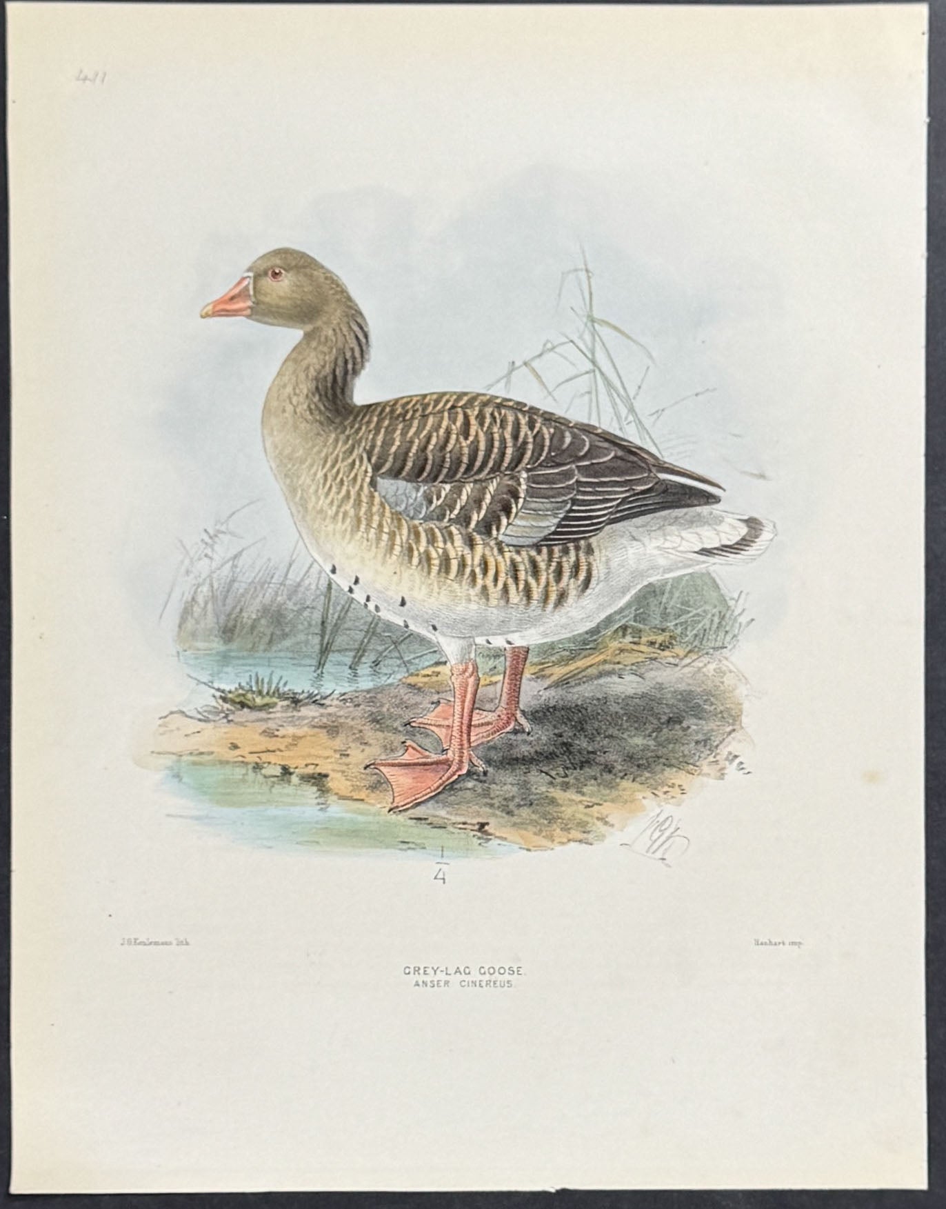 Grey-Lag Goose