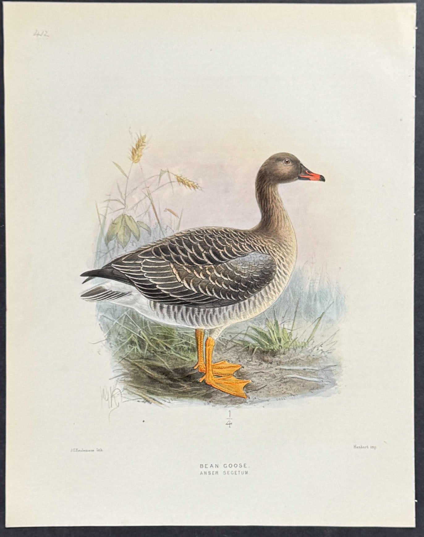 Bean Goose