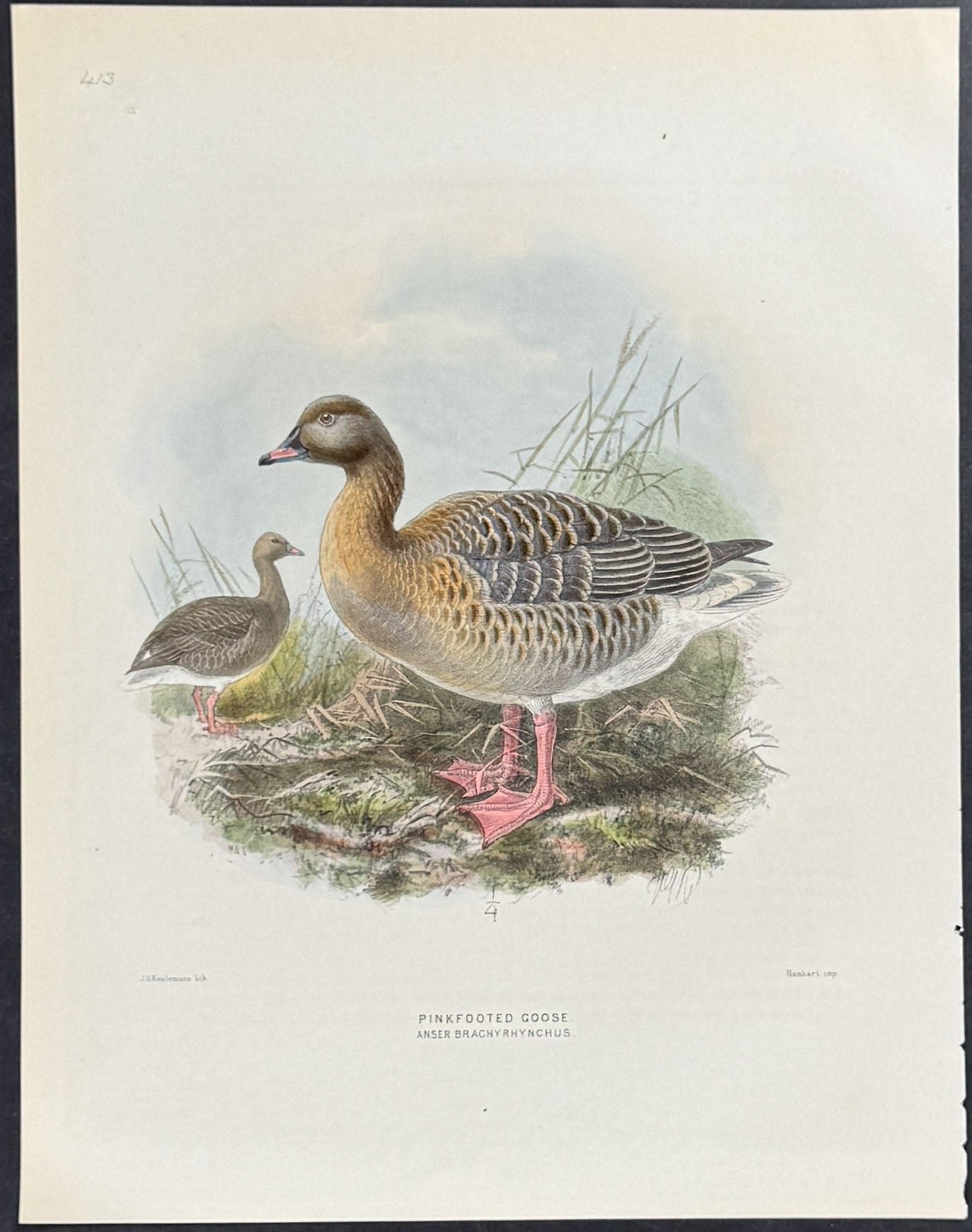 Pinkfooted Goose