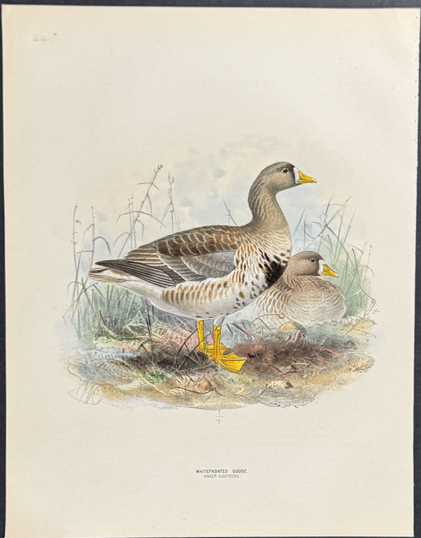 Whitefronted Goose
