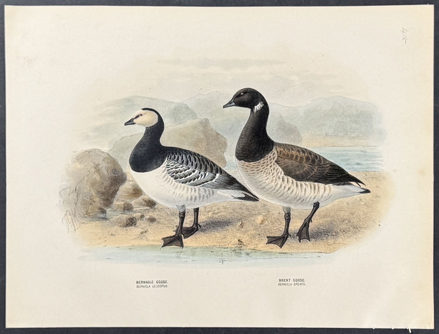Bernacle Godse & Brent Goose.