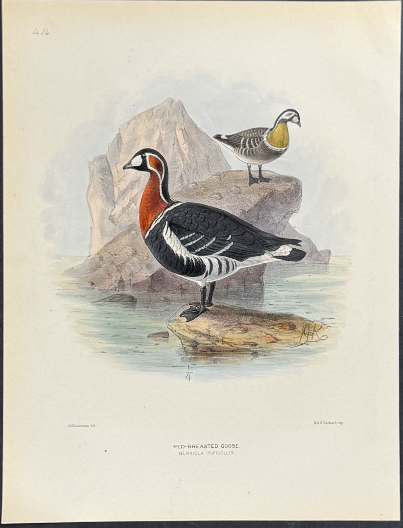 Red-Breasted Goose