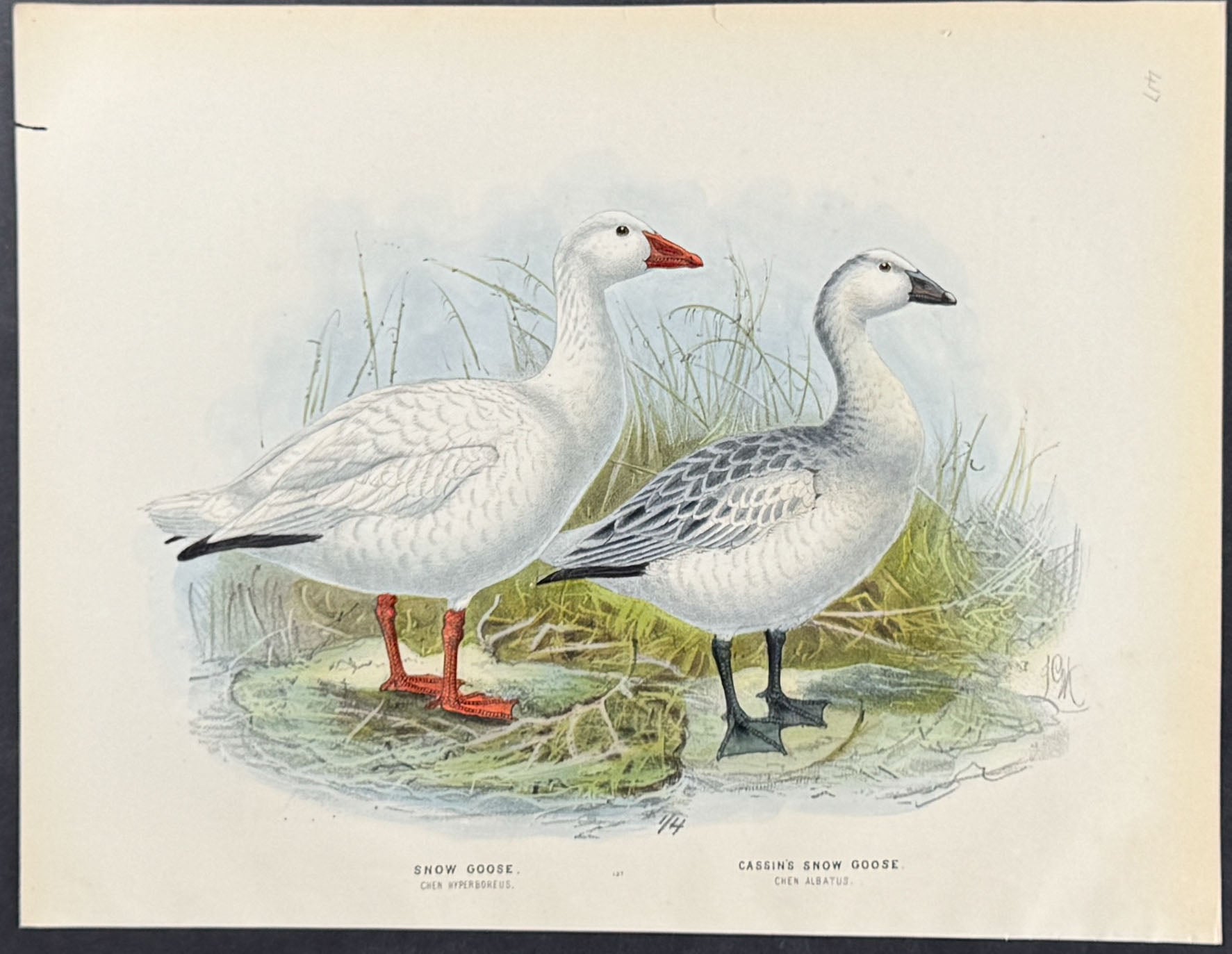 Snow Goose & Cassin's Snow Goose