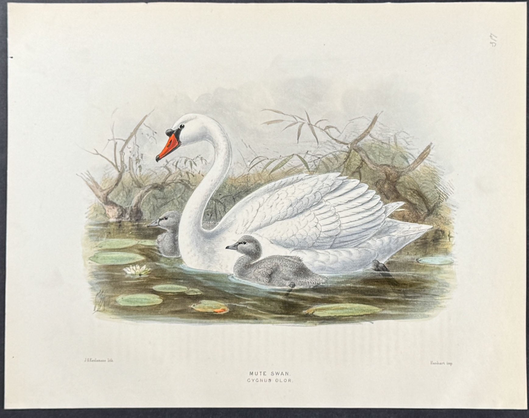 Mute Swan