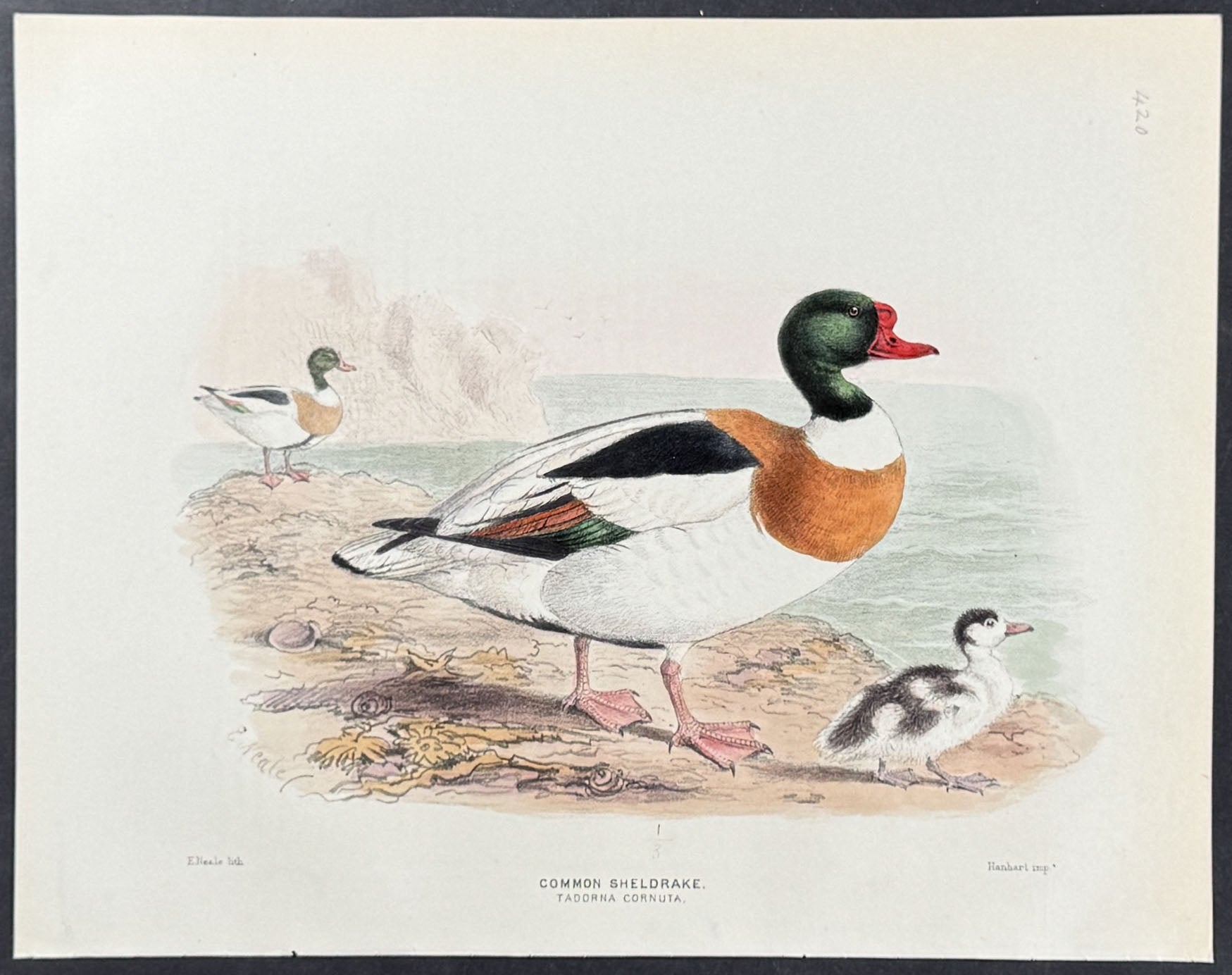 Common Sheldrake