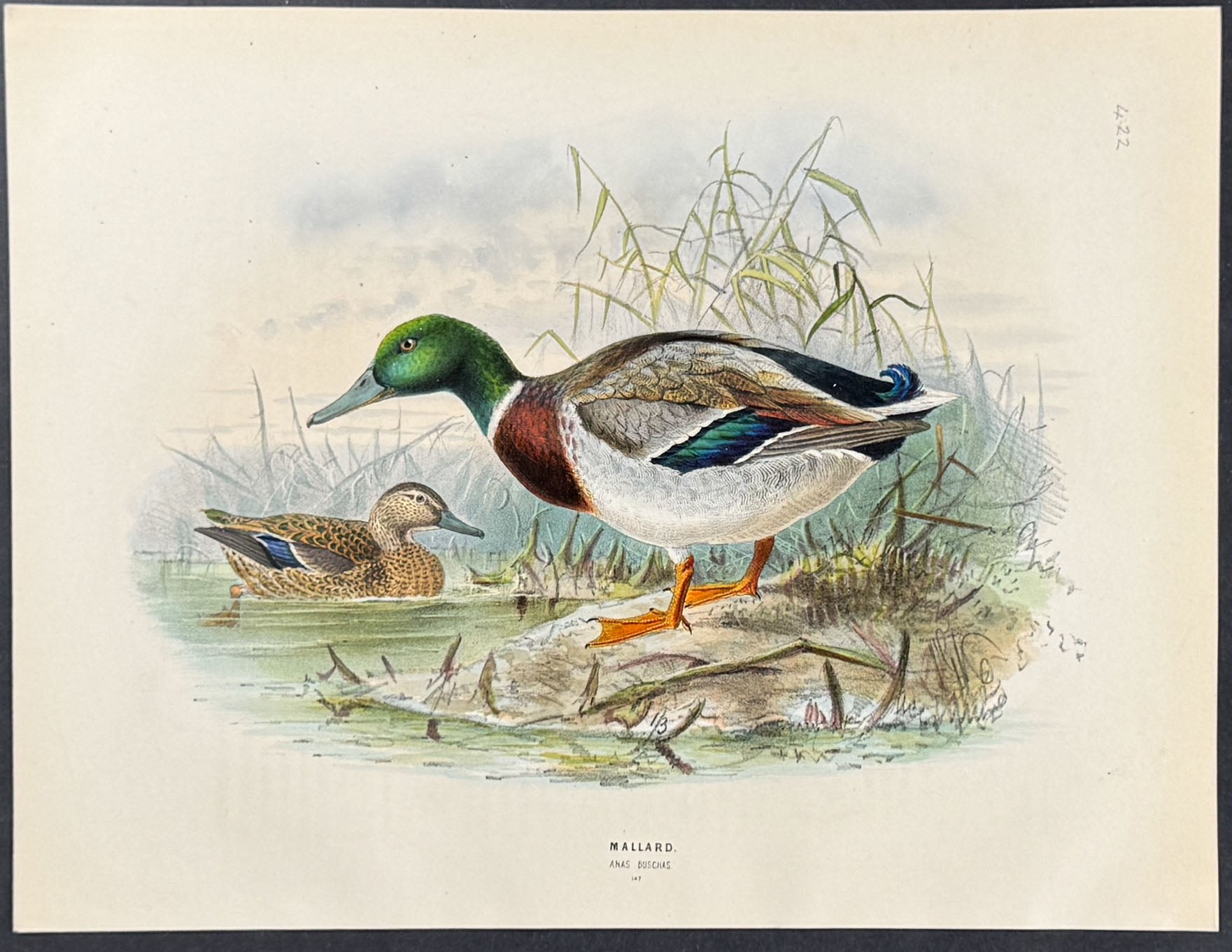 Mallard