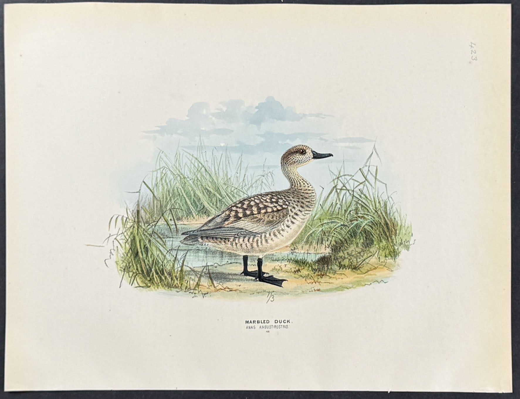 Marbled Duck