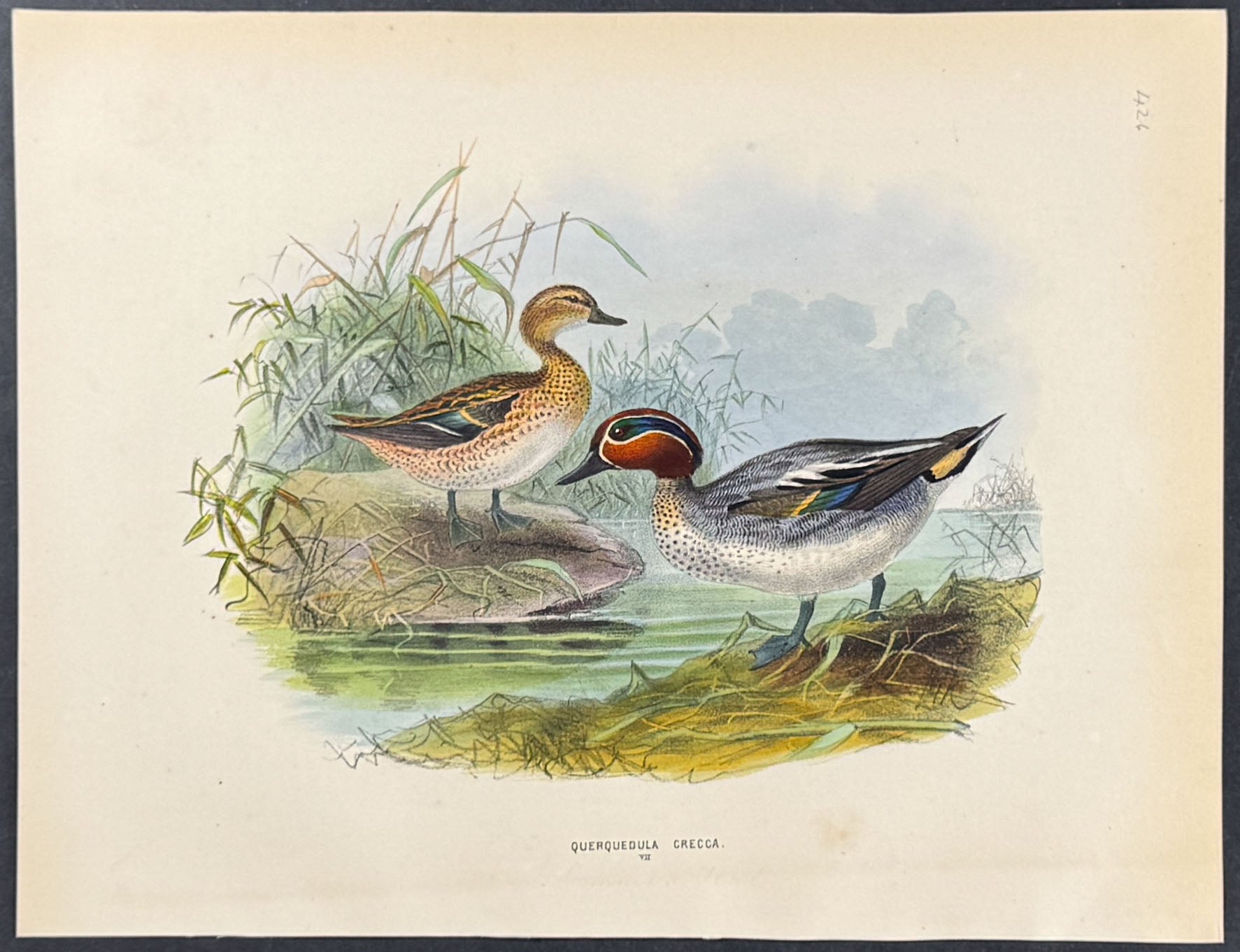 Dabbling Duck