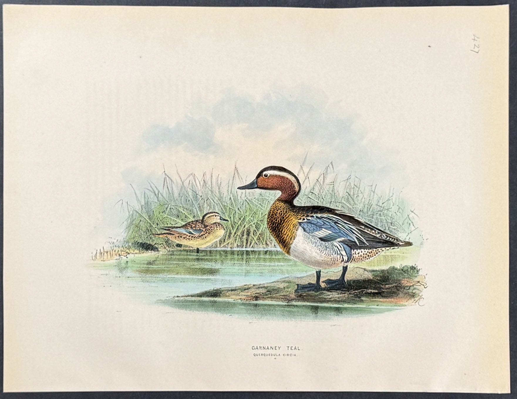 Garnaney Teal
