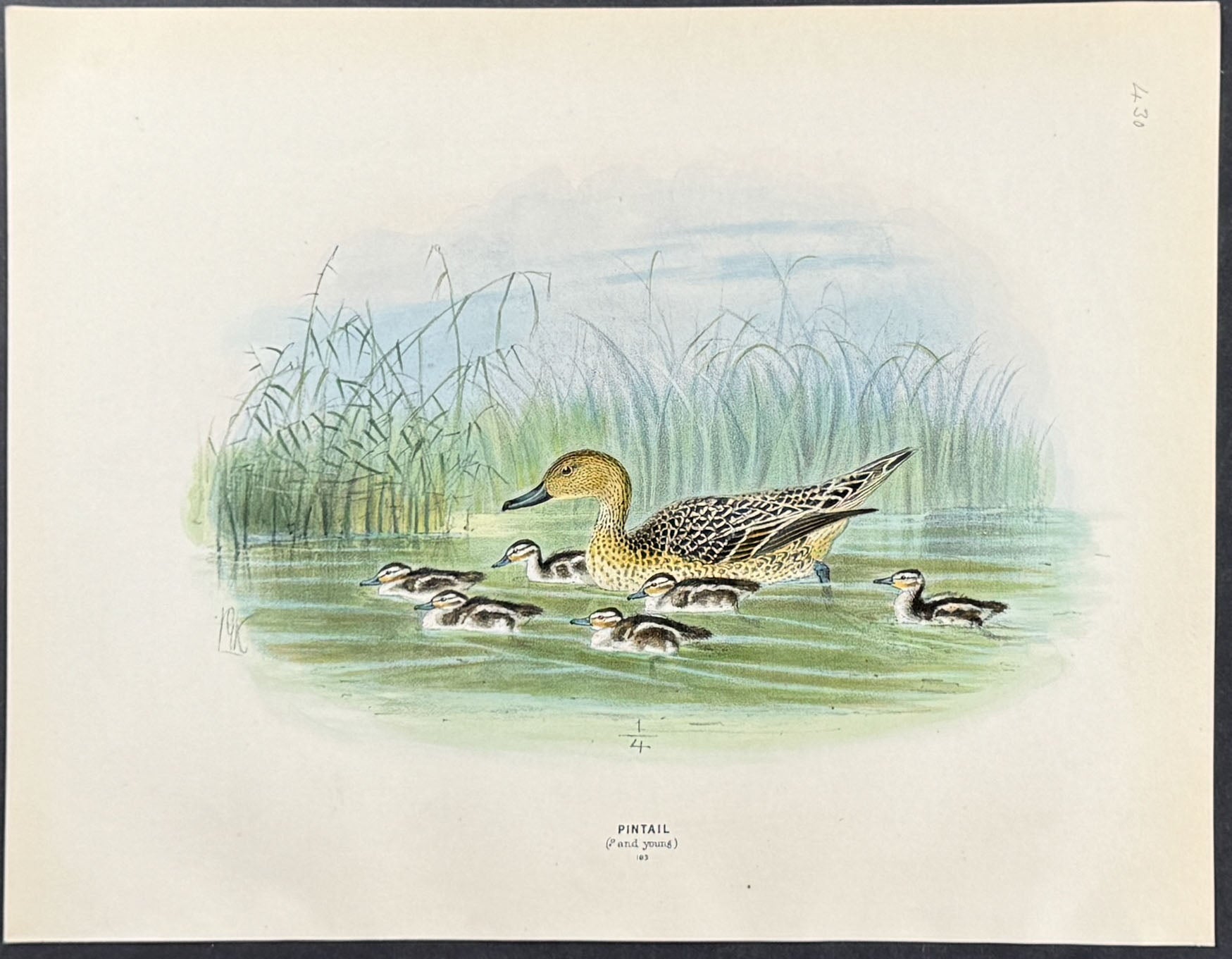 Pintail