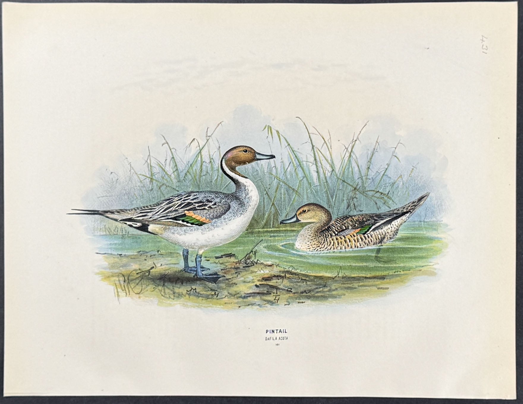 Pintail