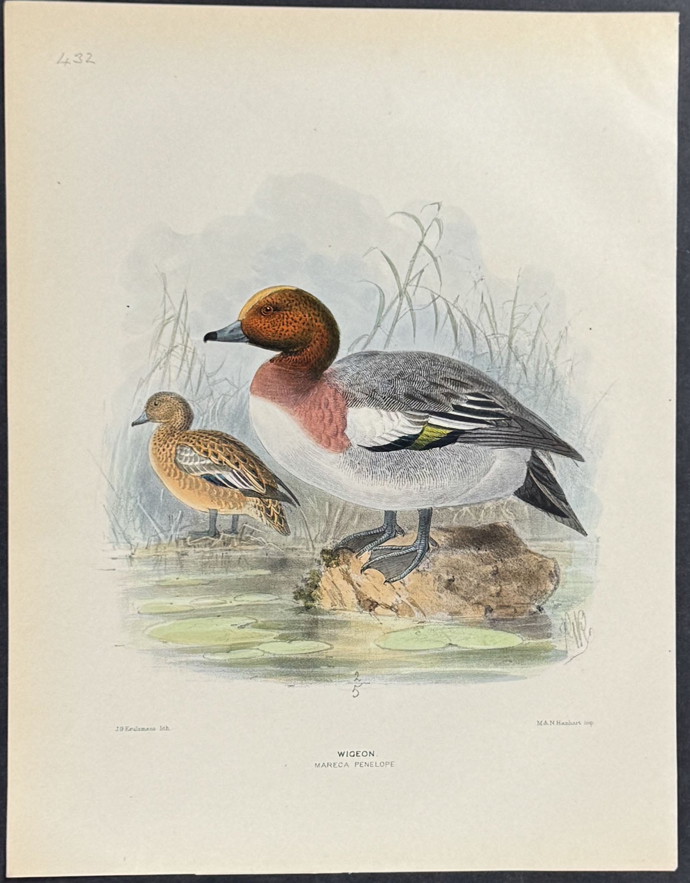 Wigeon