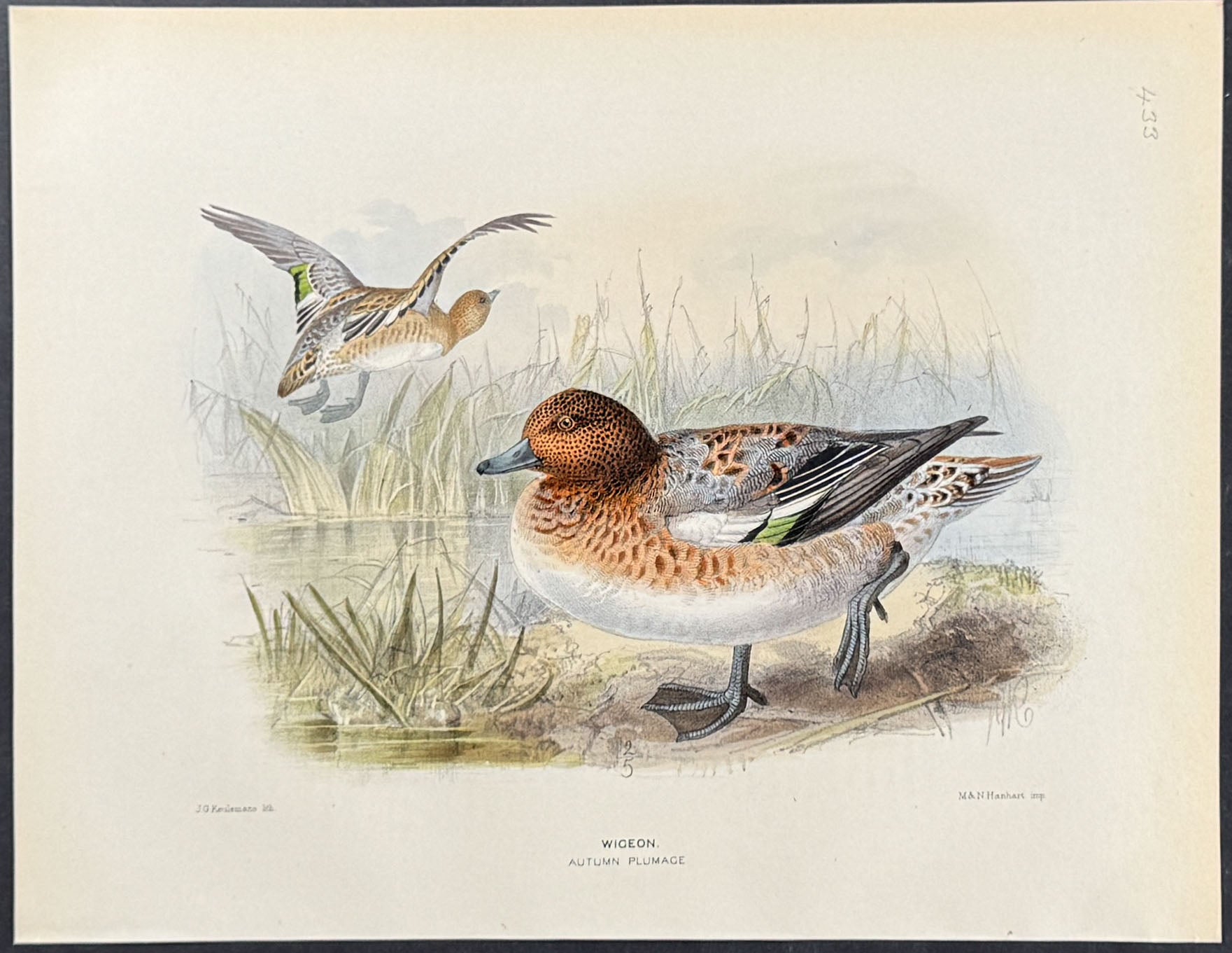 Wigeon