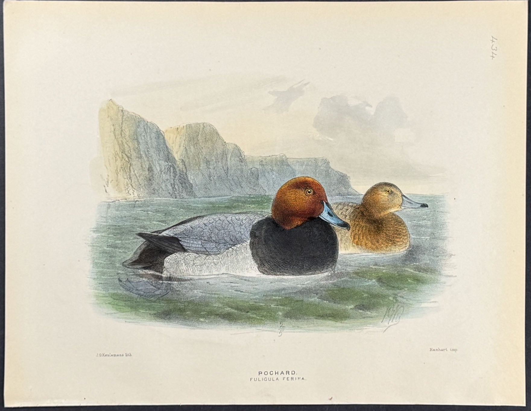 Pochard