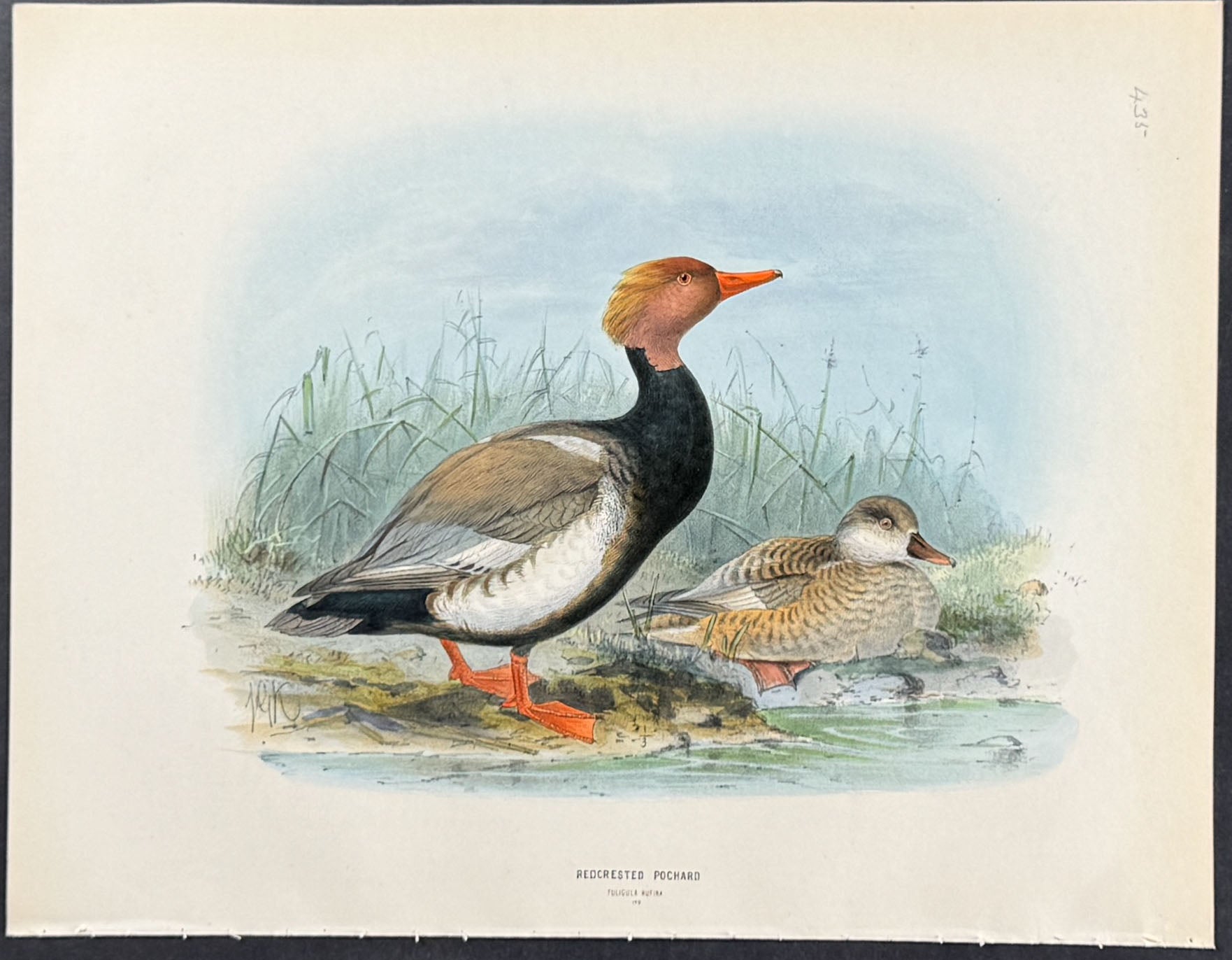 Redcrested Pochard