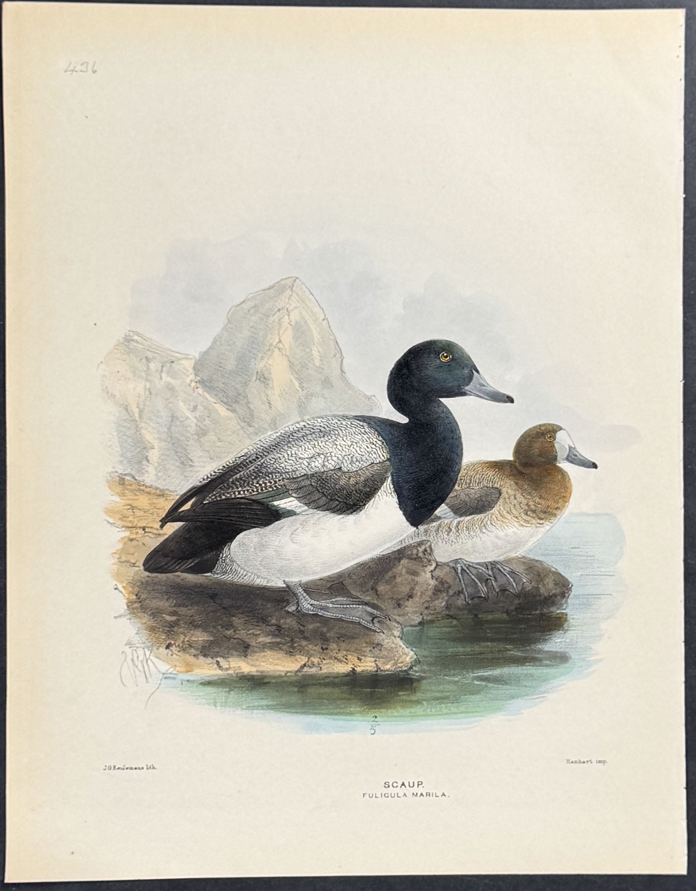 Scaup