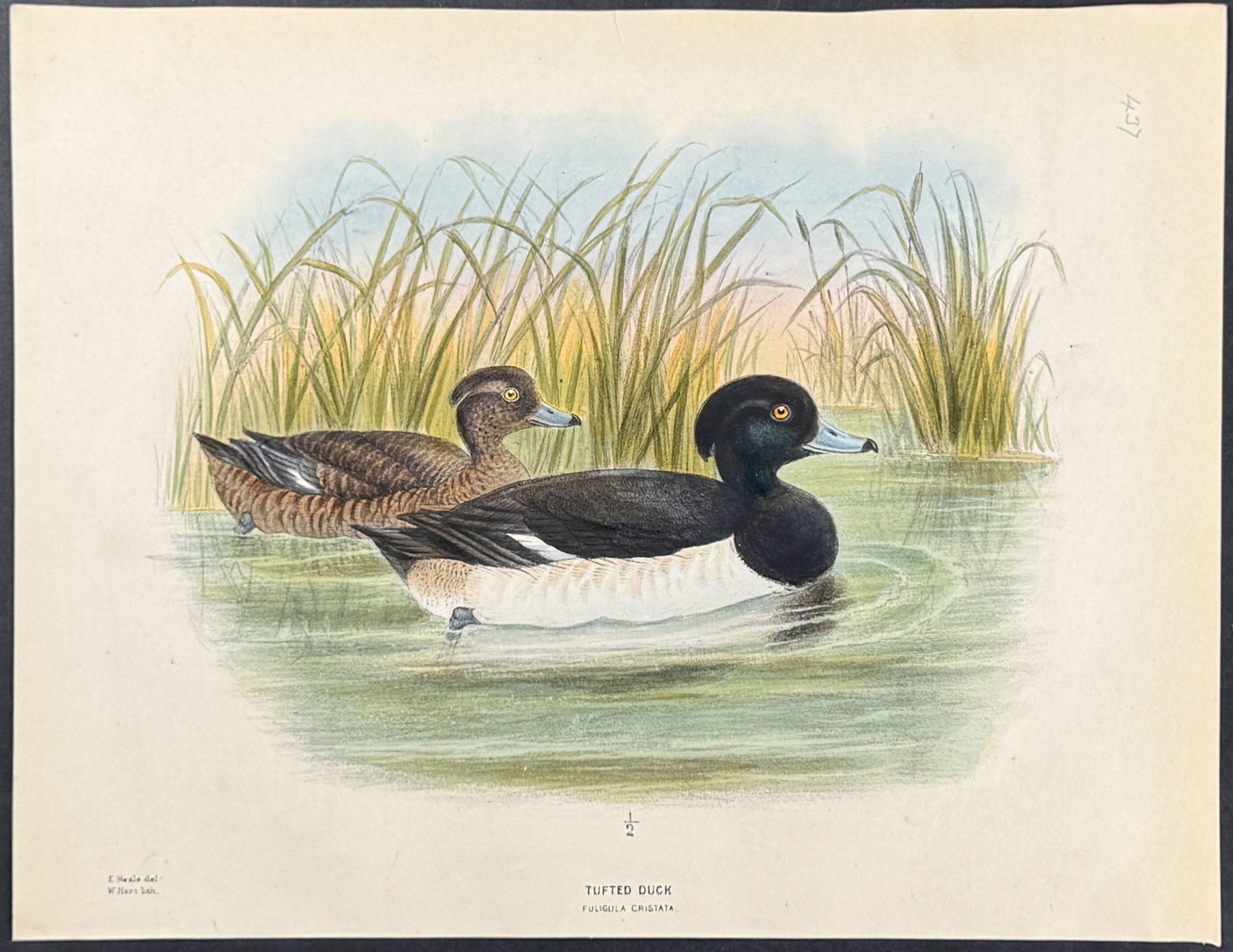 Tufted Duck
