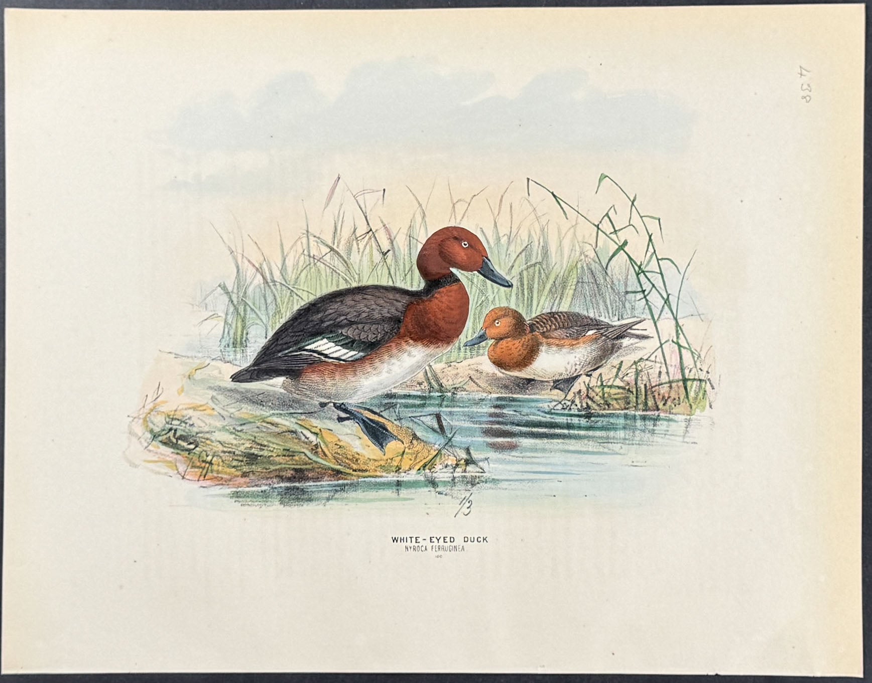 White- Eyed Duck
