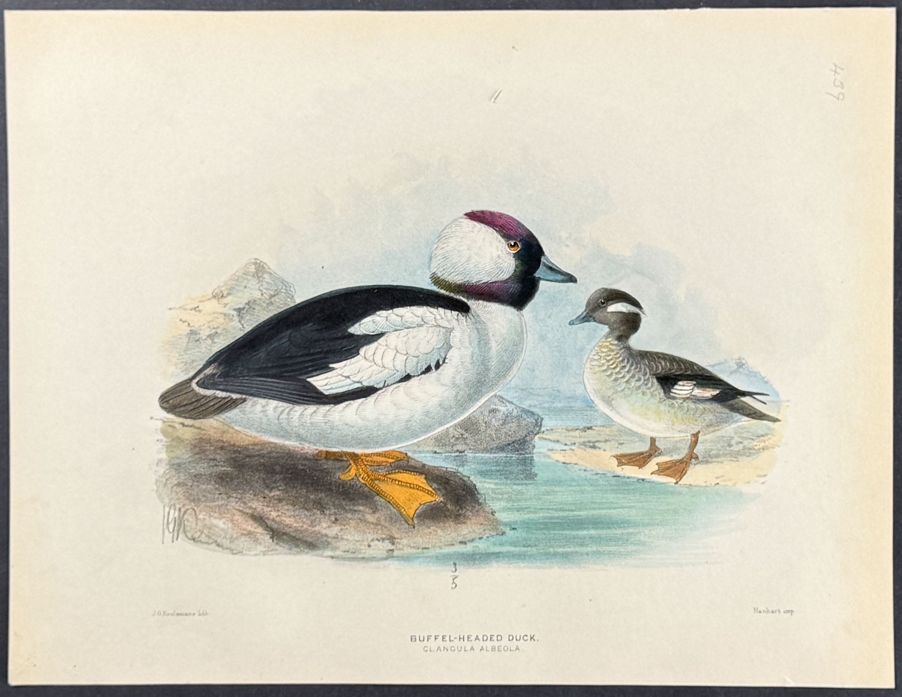 Buffel-Headed Duck