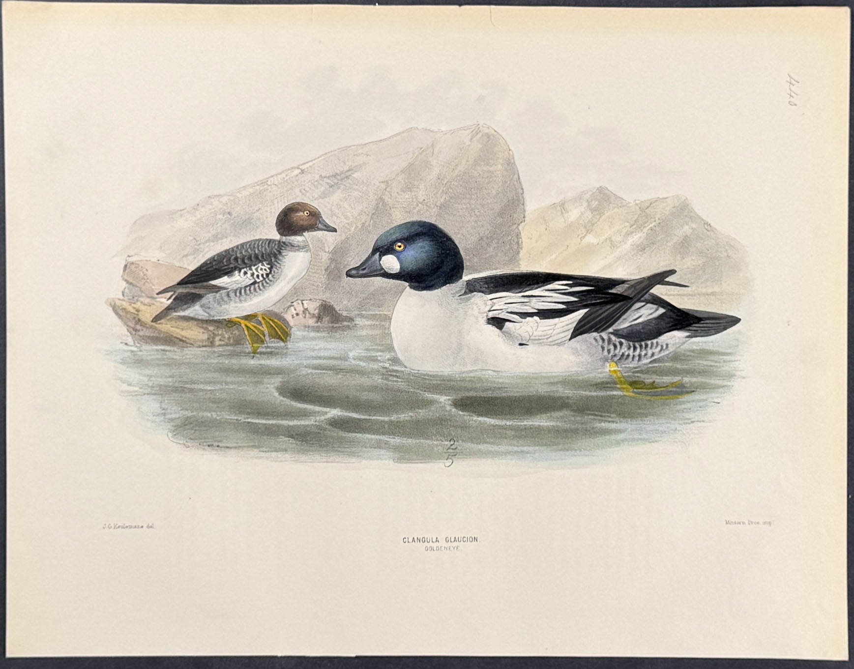 Clangula Glaucion