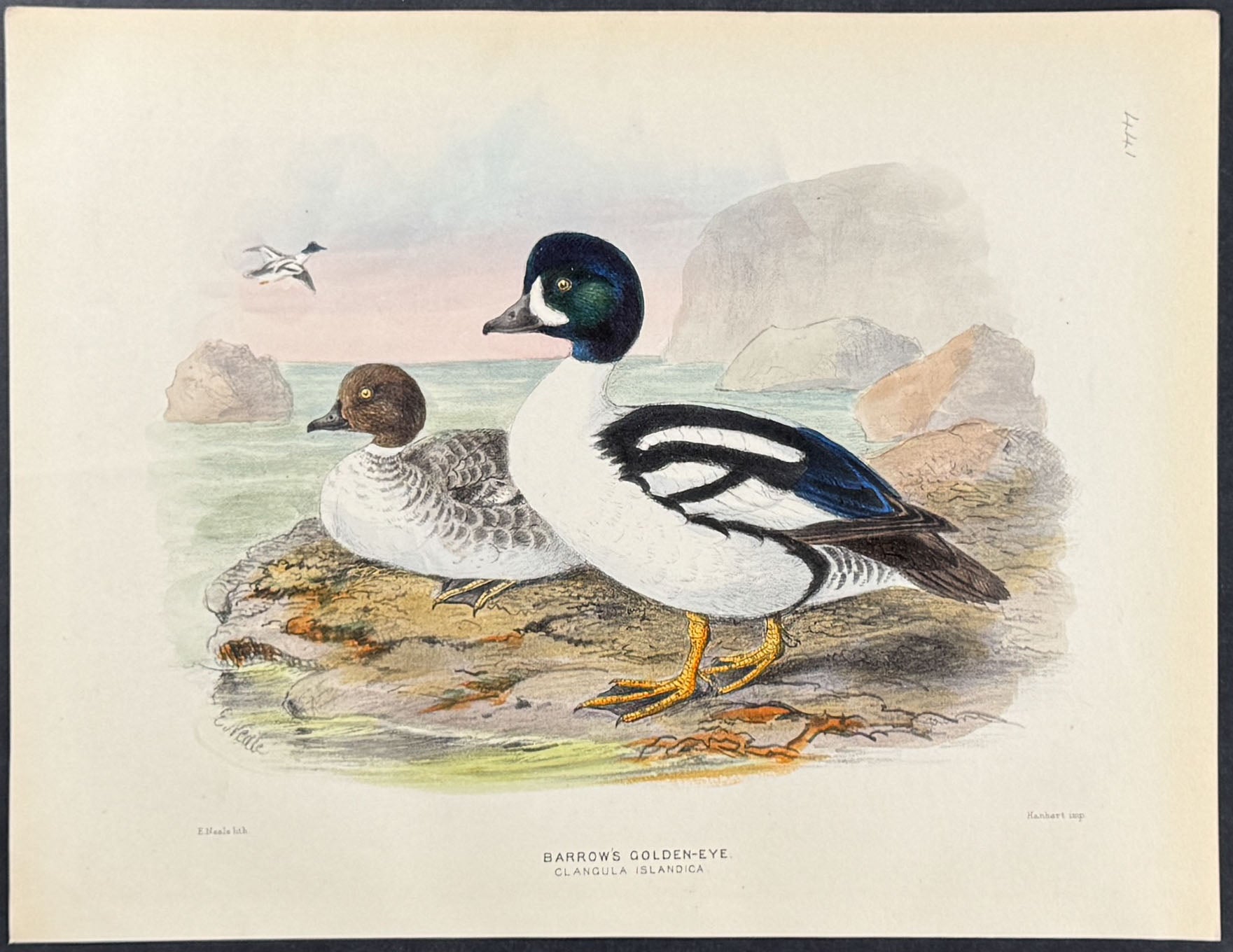 Barrow's Golden-Eye