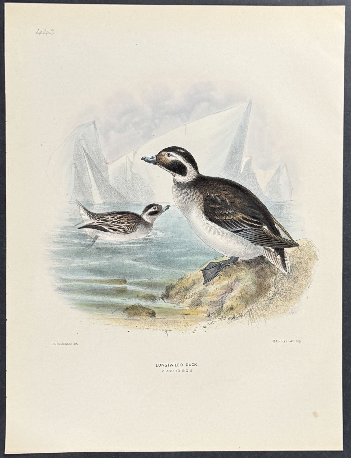 Longtailed Duck