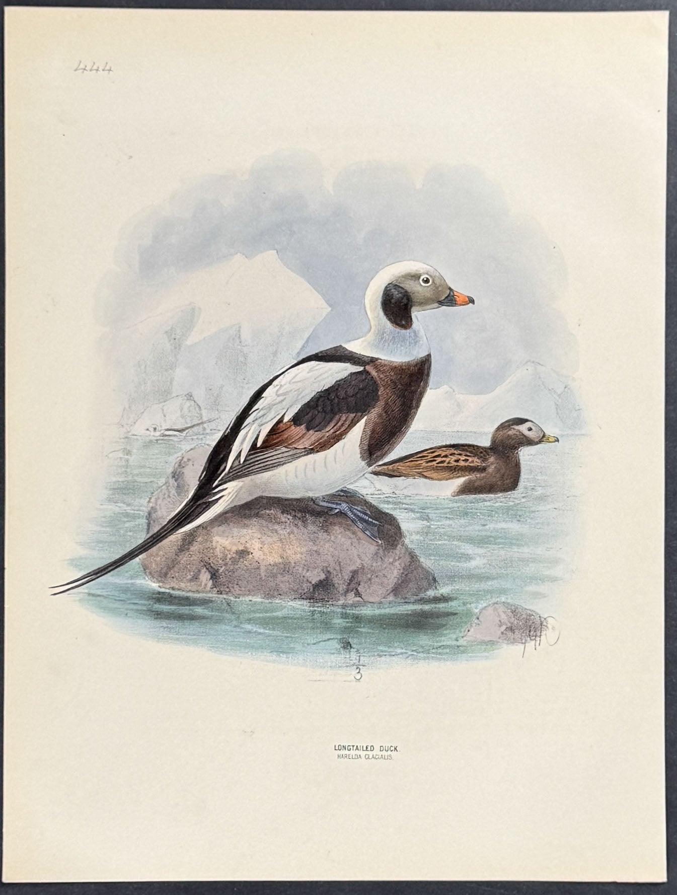 Longtailed Duck