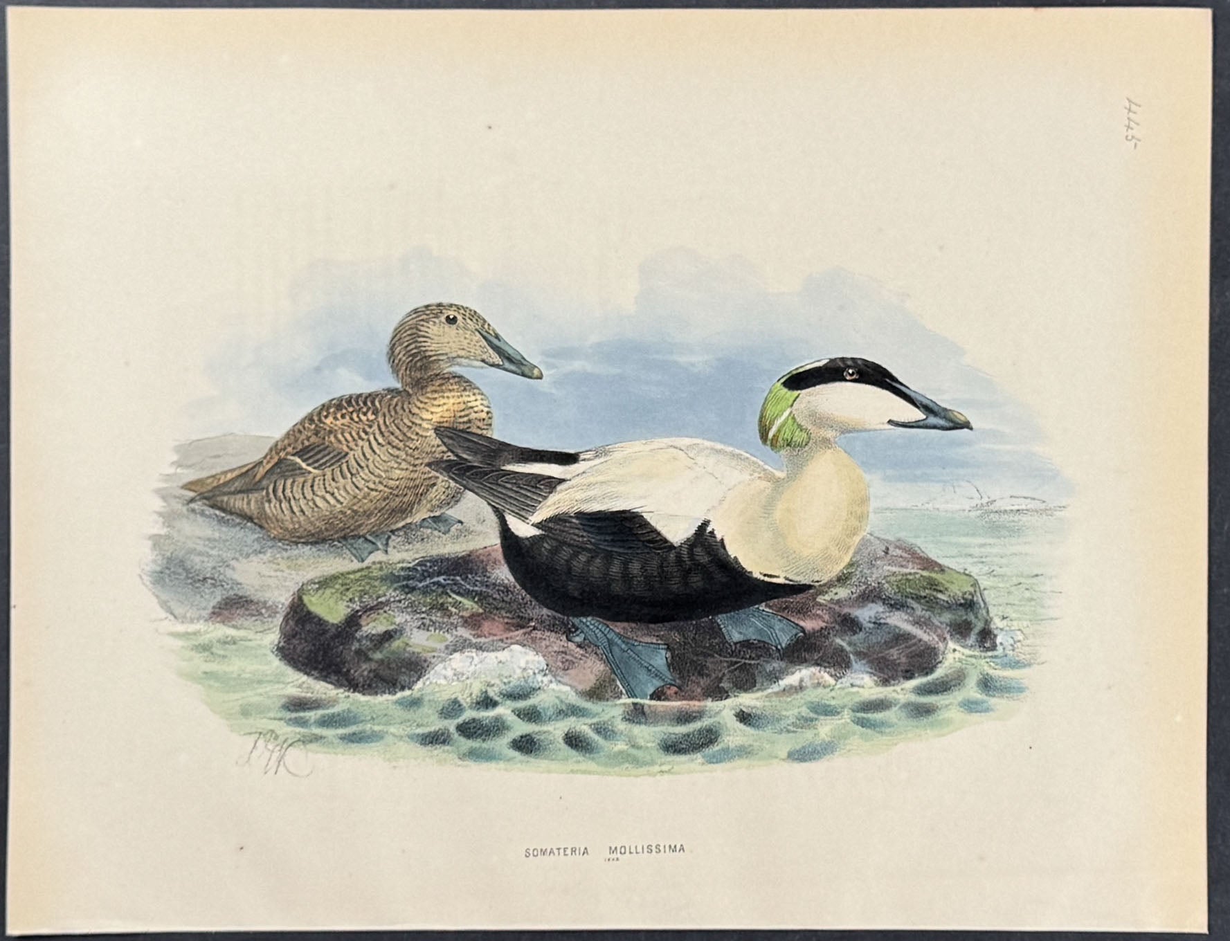 Common eider