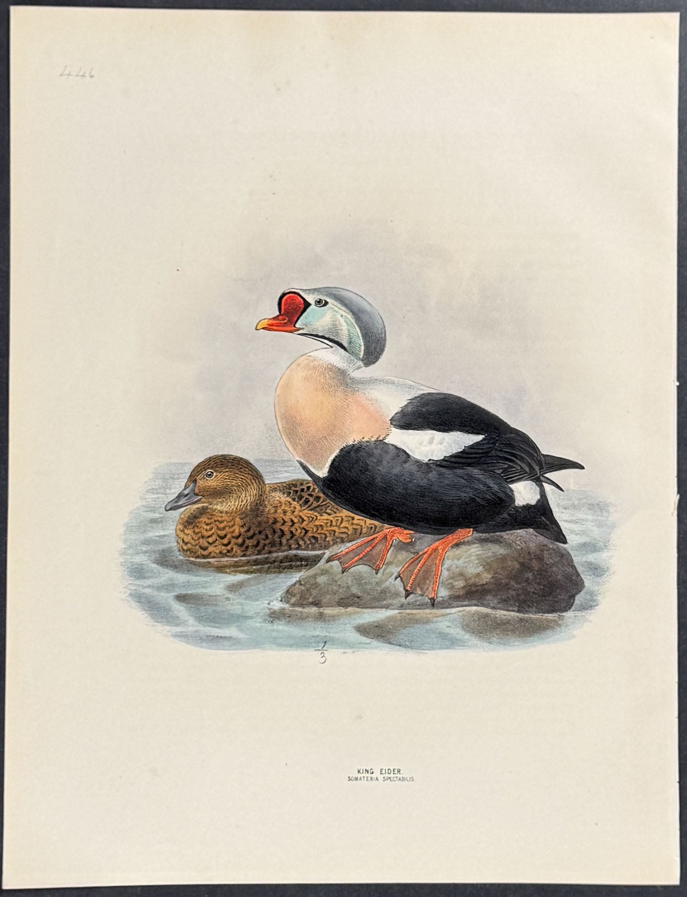 King Eider