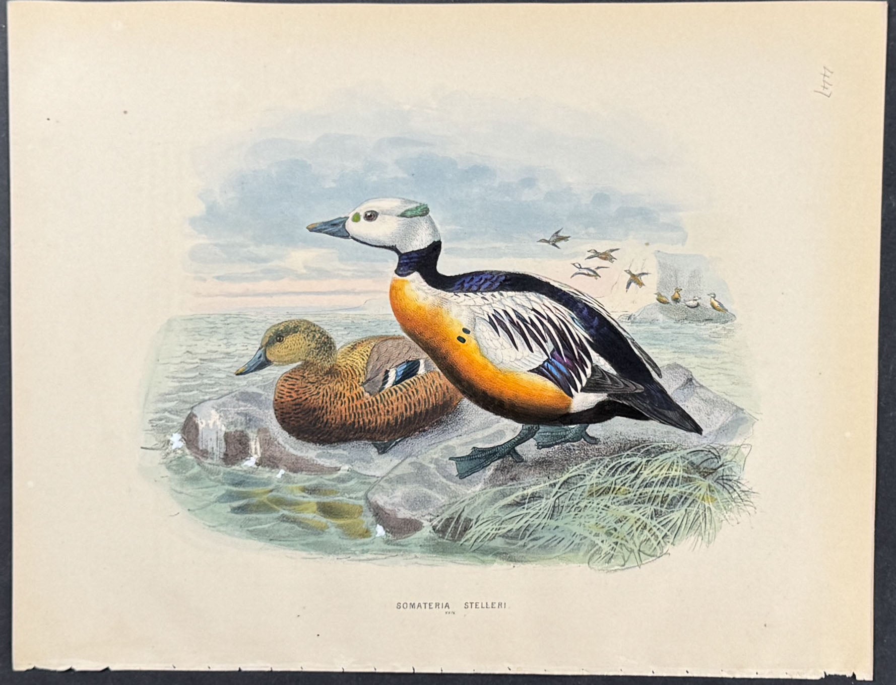 Steller's eider