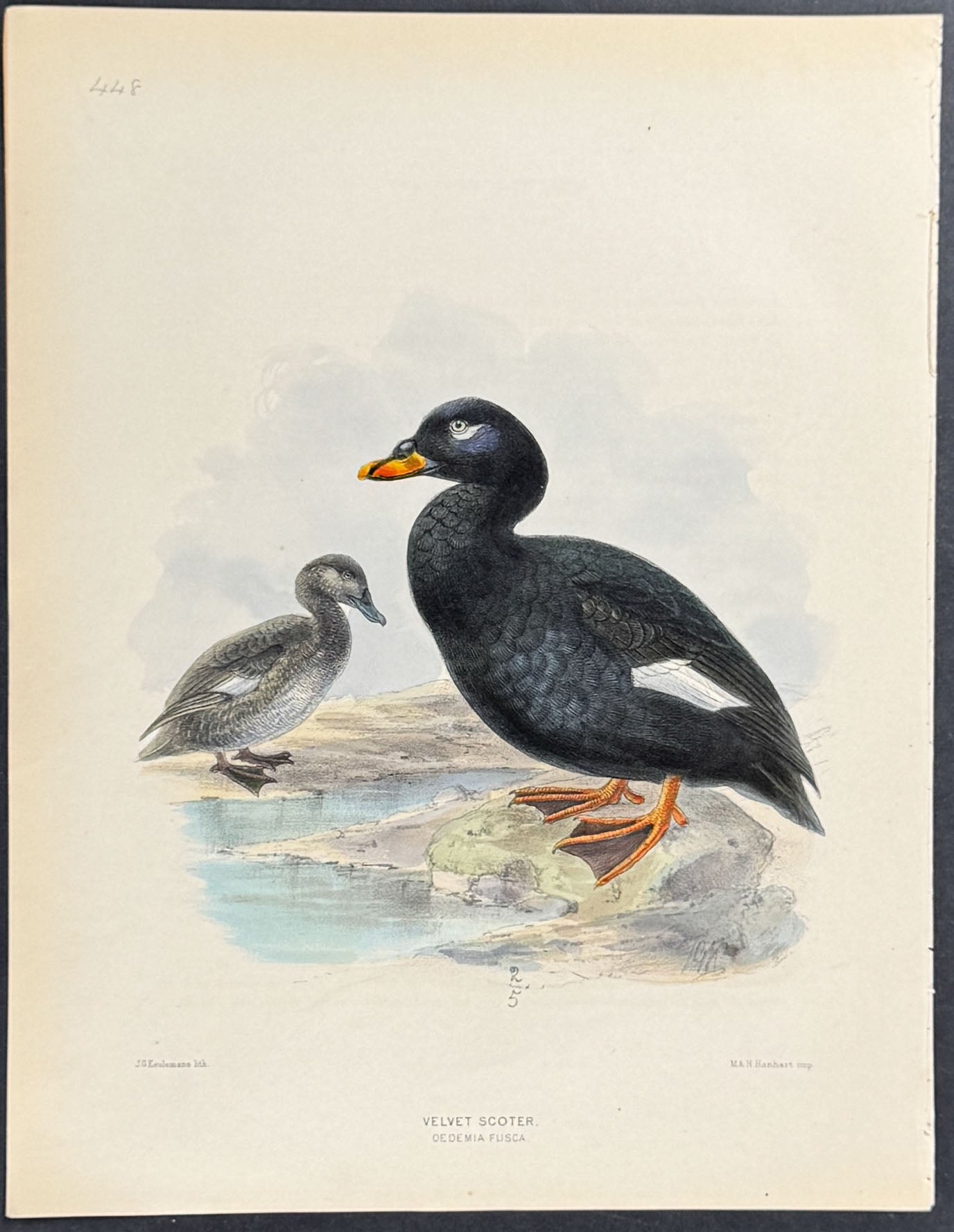 Velvet Scoter