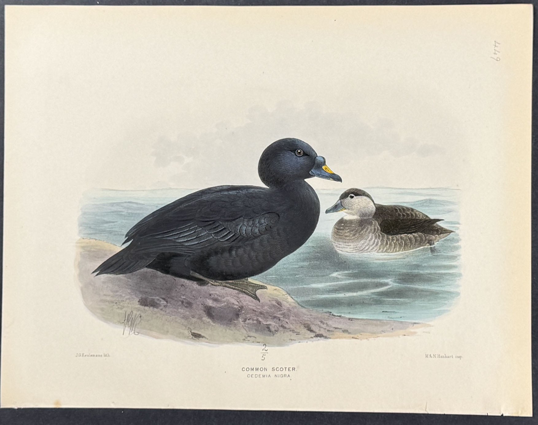 Common Scoter
