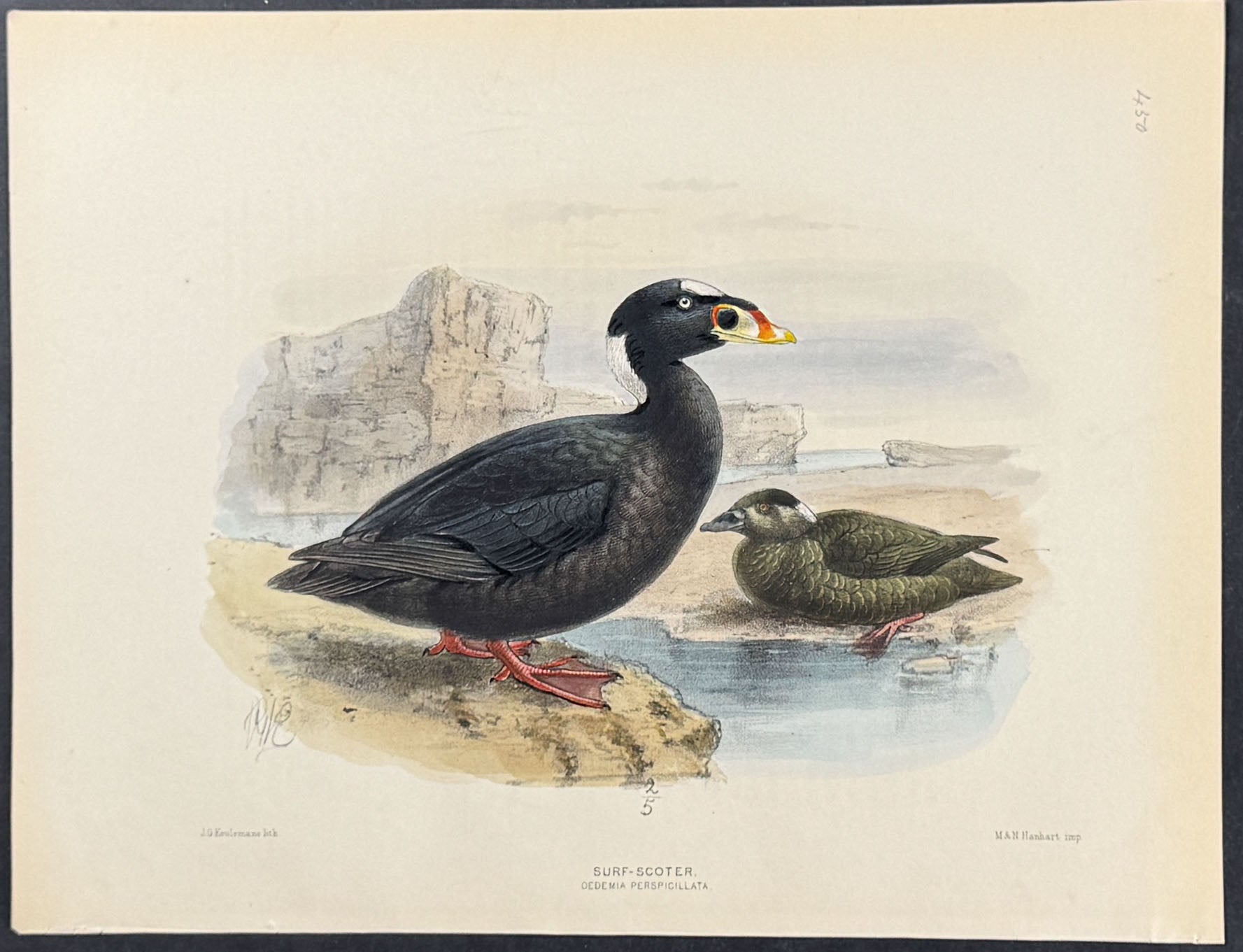 Surf-Scoter