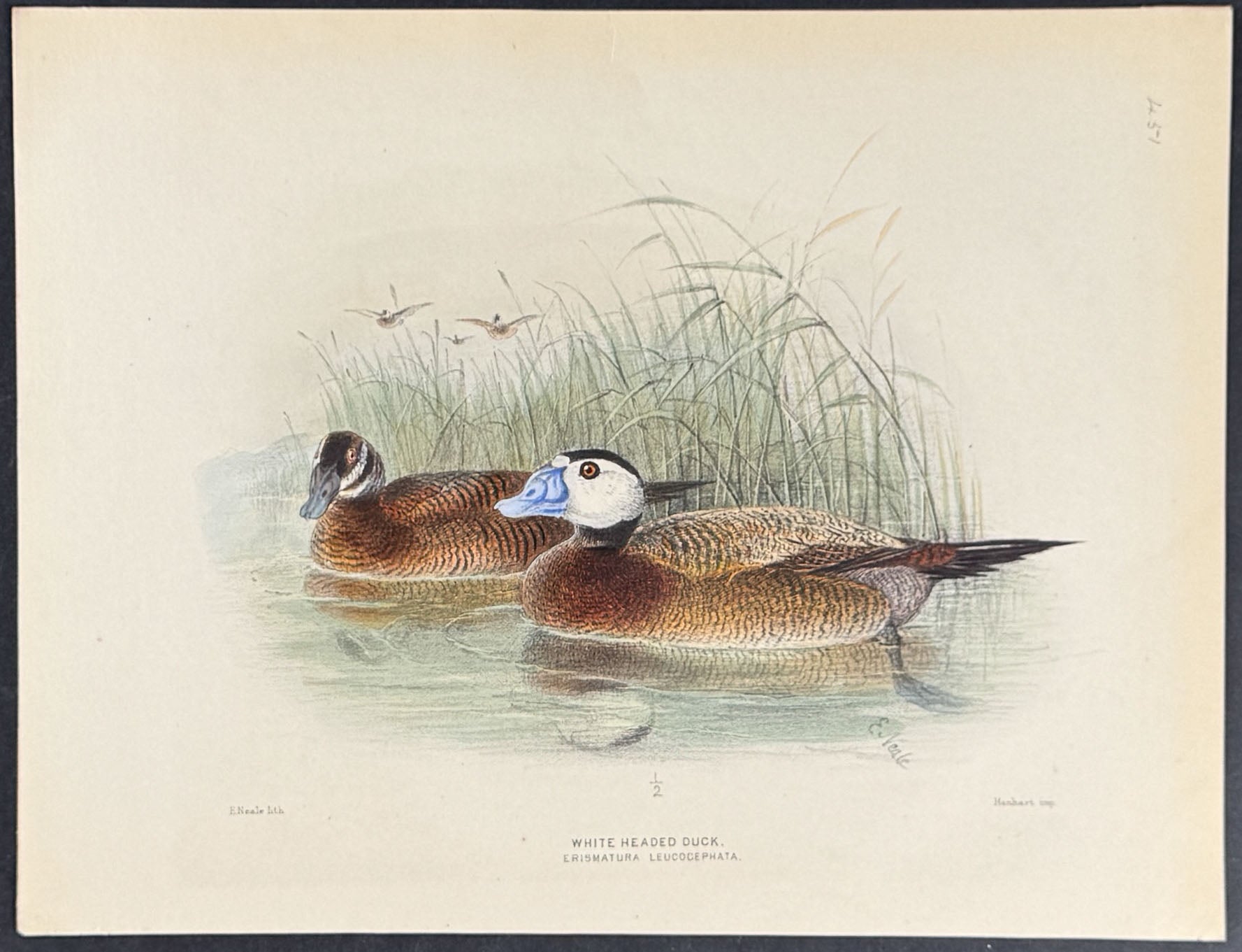 White Headed Duck