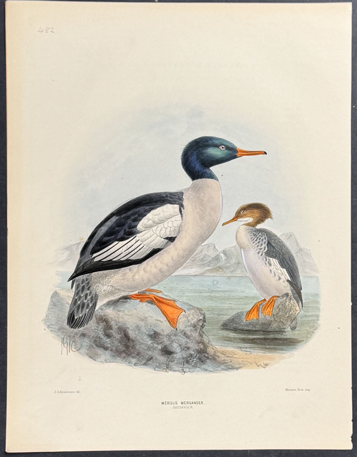 Mergus Merganser