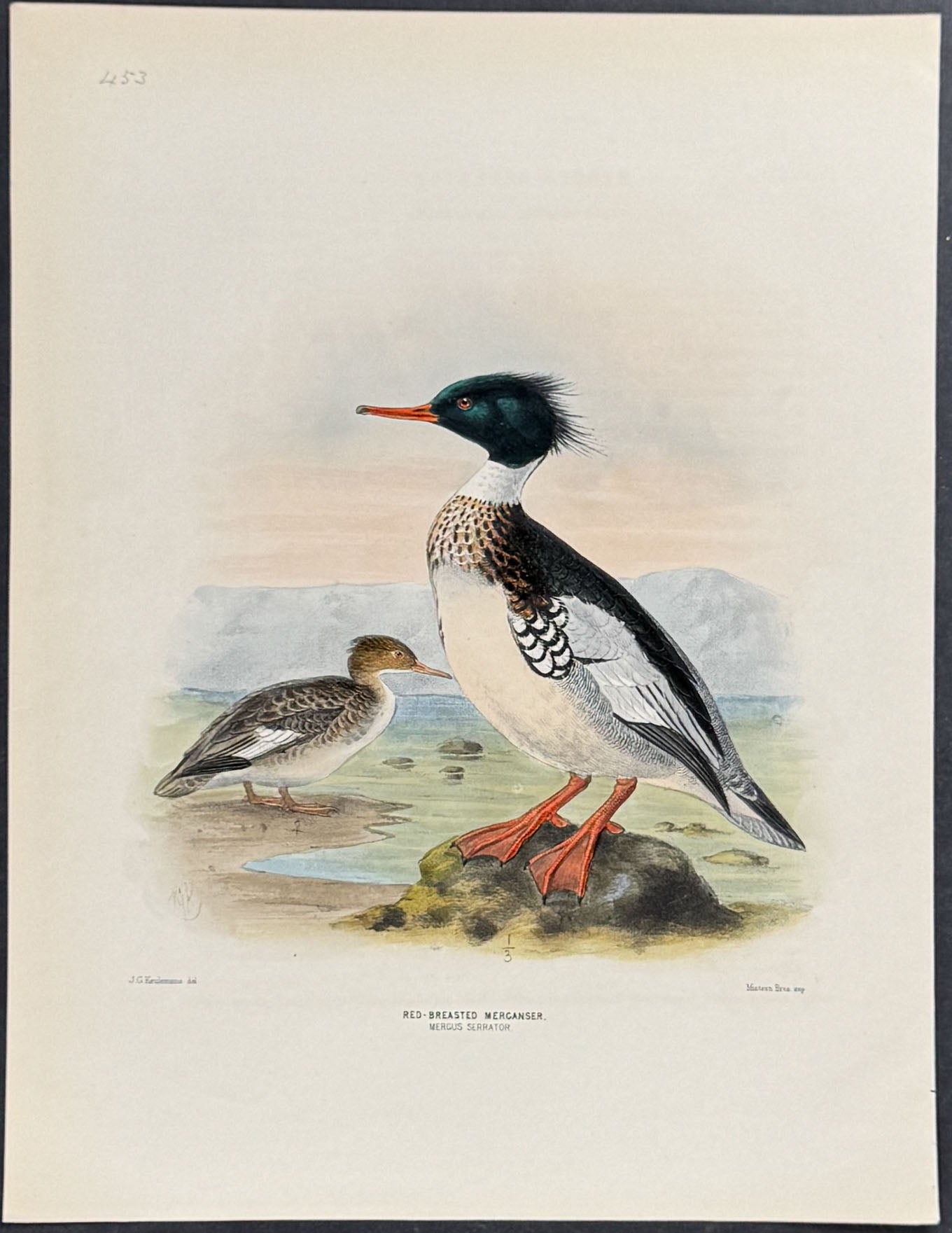 Red- Breasted Mercanser